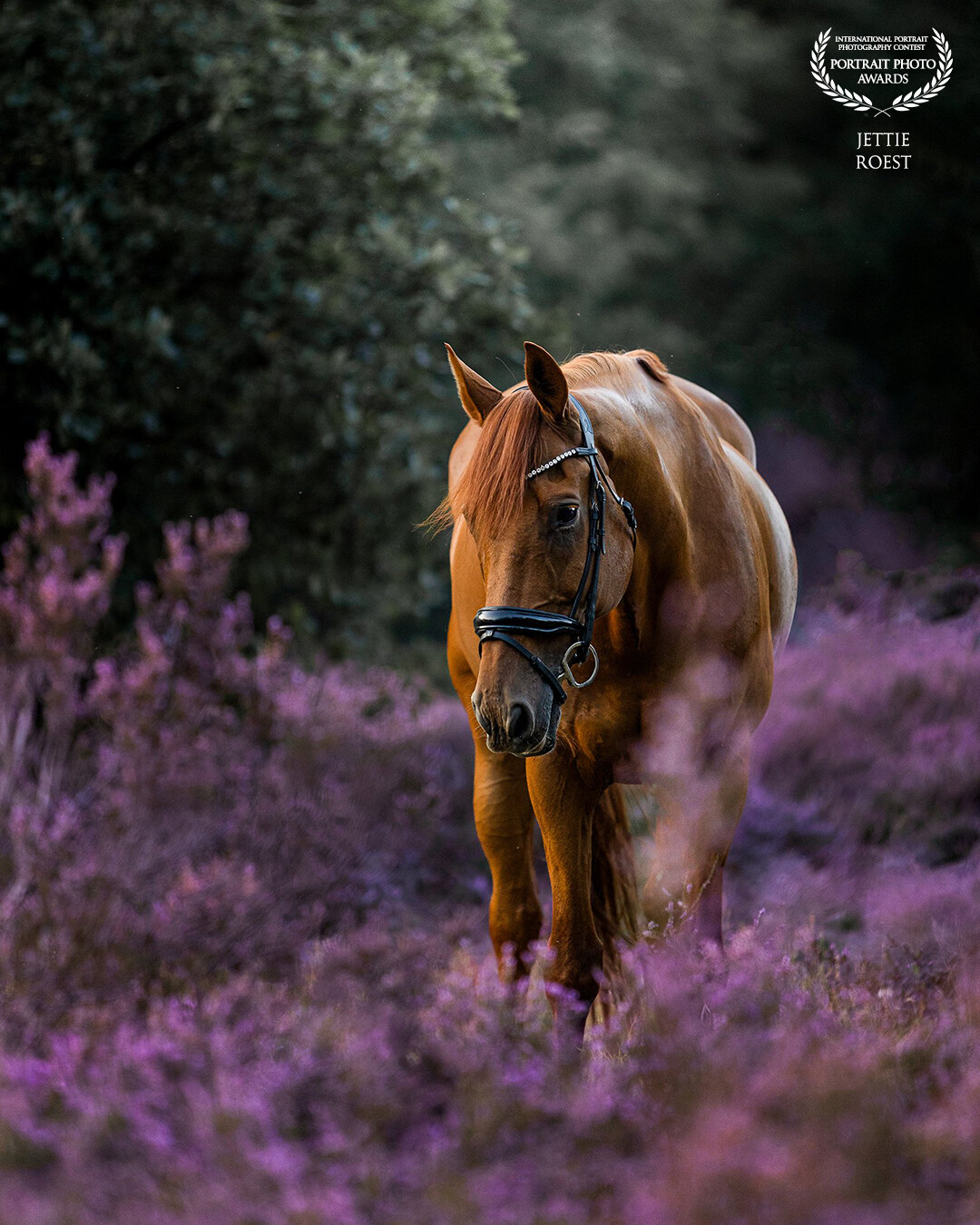 Horse Suarez in the blooming heath on the Veluwe, Netherlands. I can really enjoy the blooming heather, there is something magical about that purple glow.