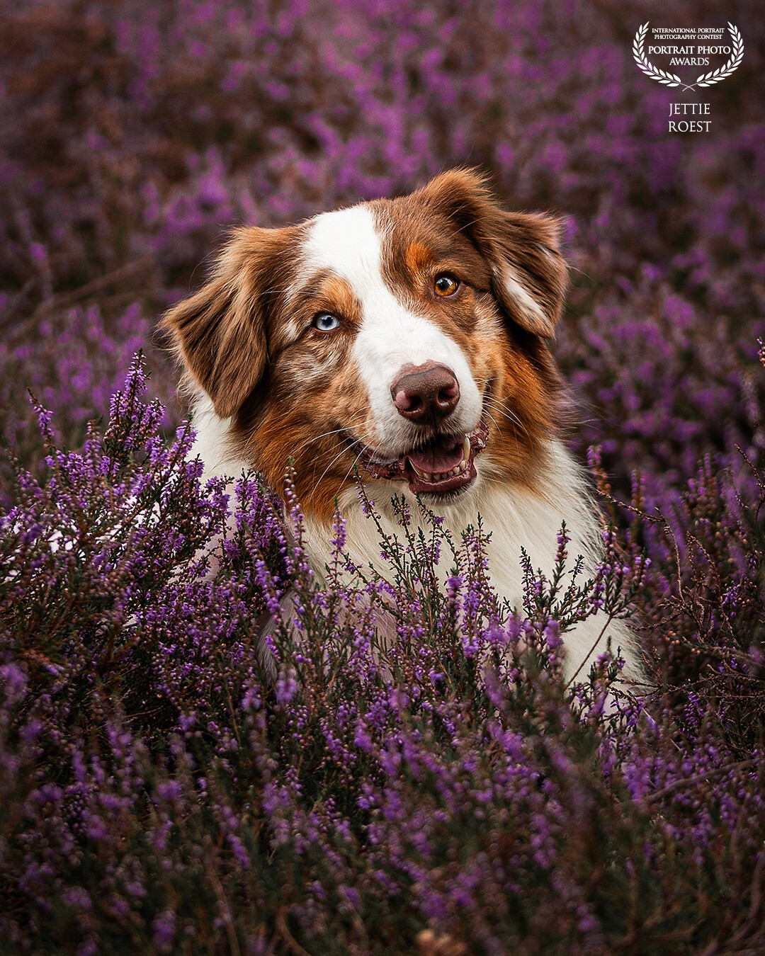 Australian Shepherd Buddha in the blooming heath on the Veluwe, Netherlands. I can really enjoy the blooming heather, there is something magical about that purple glow.