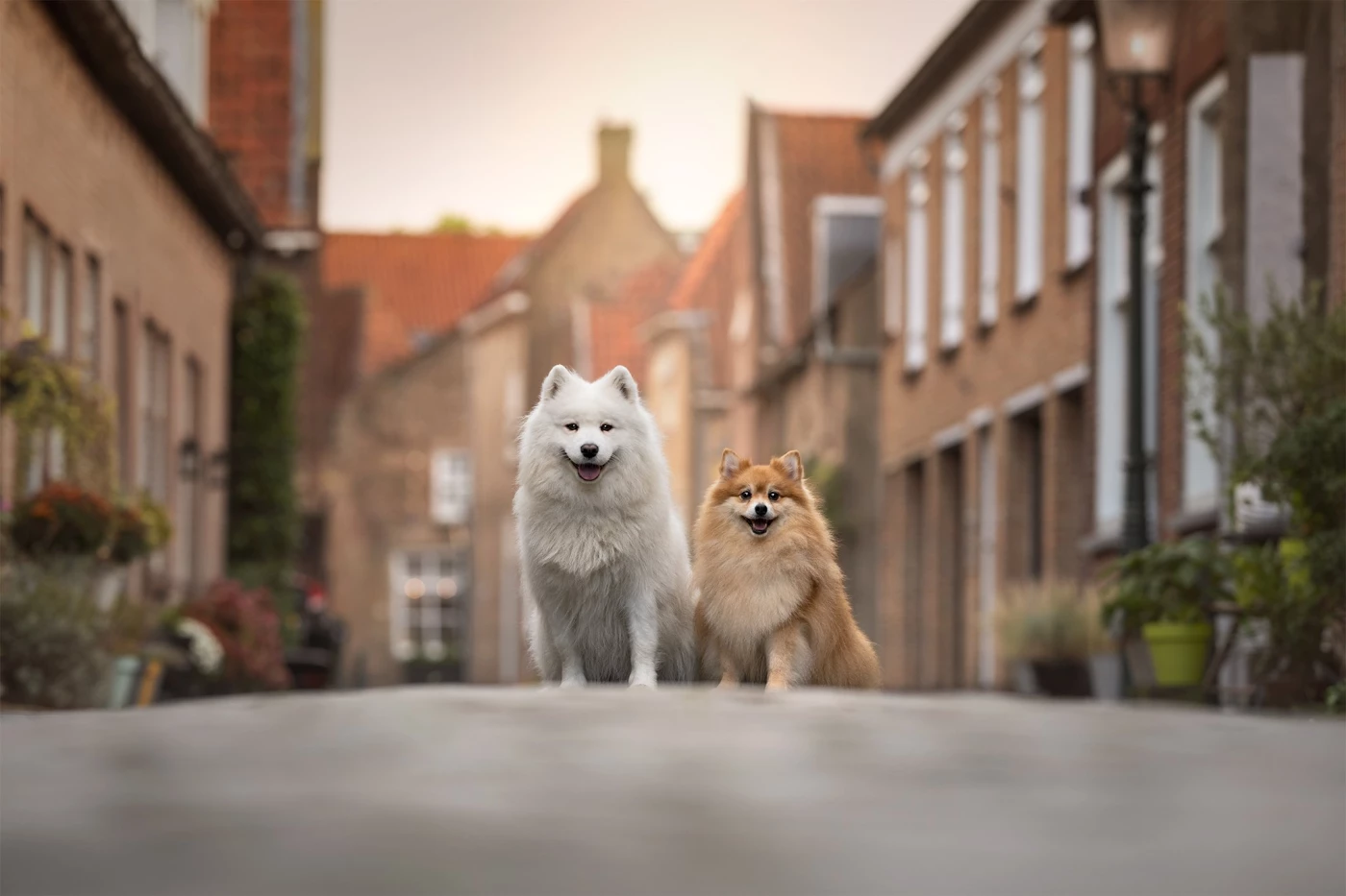 I made this photo during my urban dog photography workshop on a rainy Saturday morning. These fluffy...