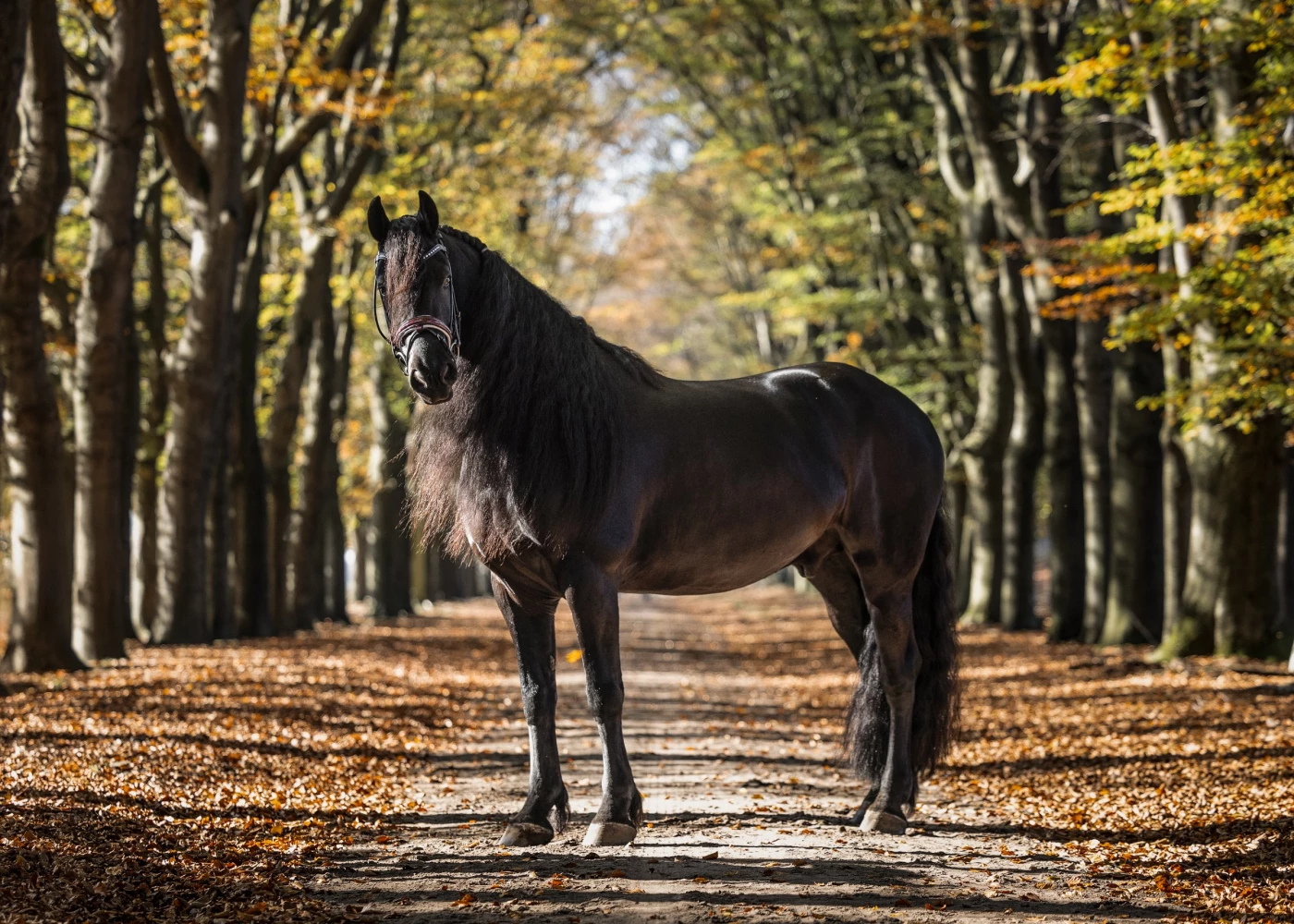 A great photo shoot with Friesian horse Ilias (Elias 494) in the sunny autumn forest. He really enjo...