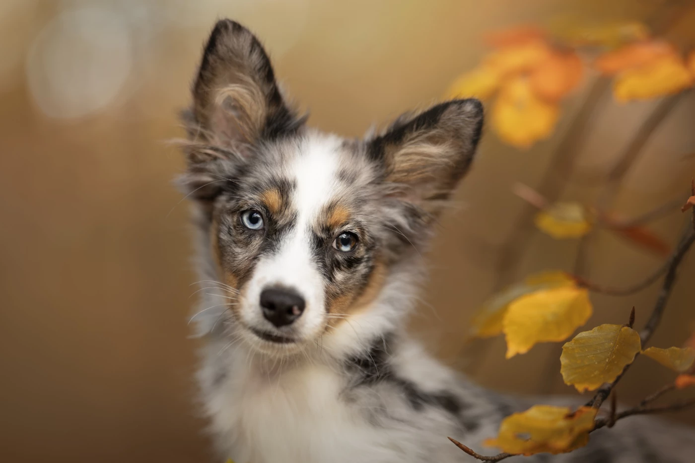 Yindi the mini American Shepherd puppy. What a cutie! Yindi was so so happy and excited during our s...