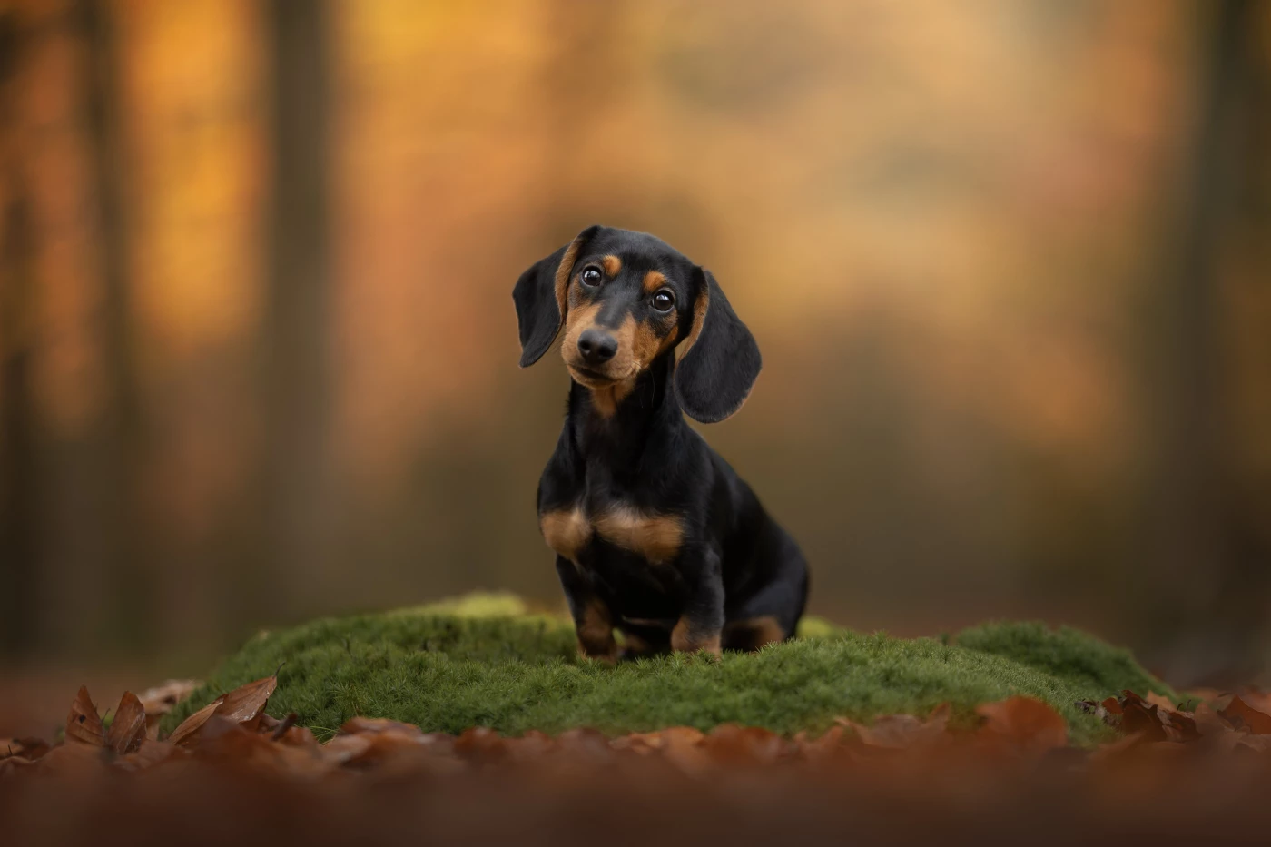 Koosje is the cutest little dachshund ever right?! I couldn’t resist to share this picture of this a...