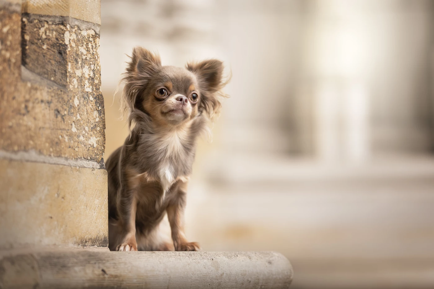 I really loved to photograph this little chihuahua puppy. She did very well in the big city! The col...