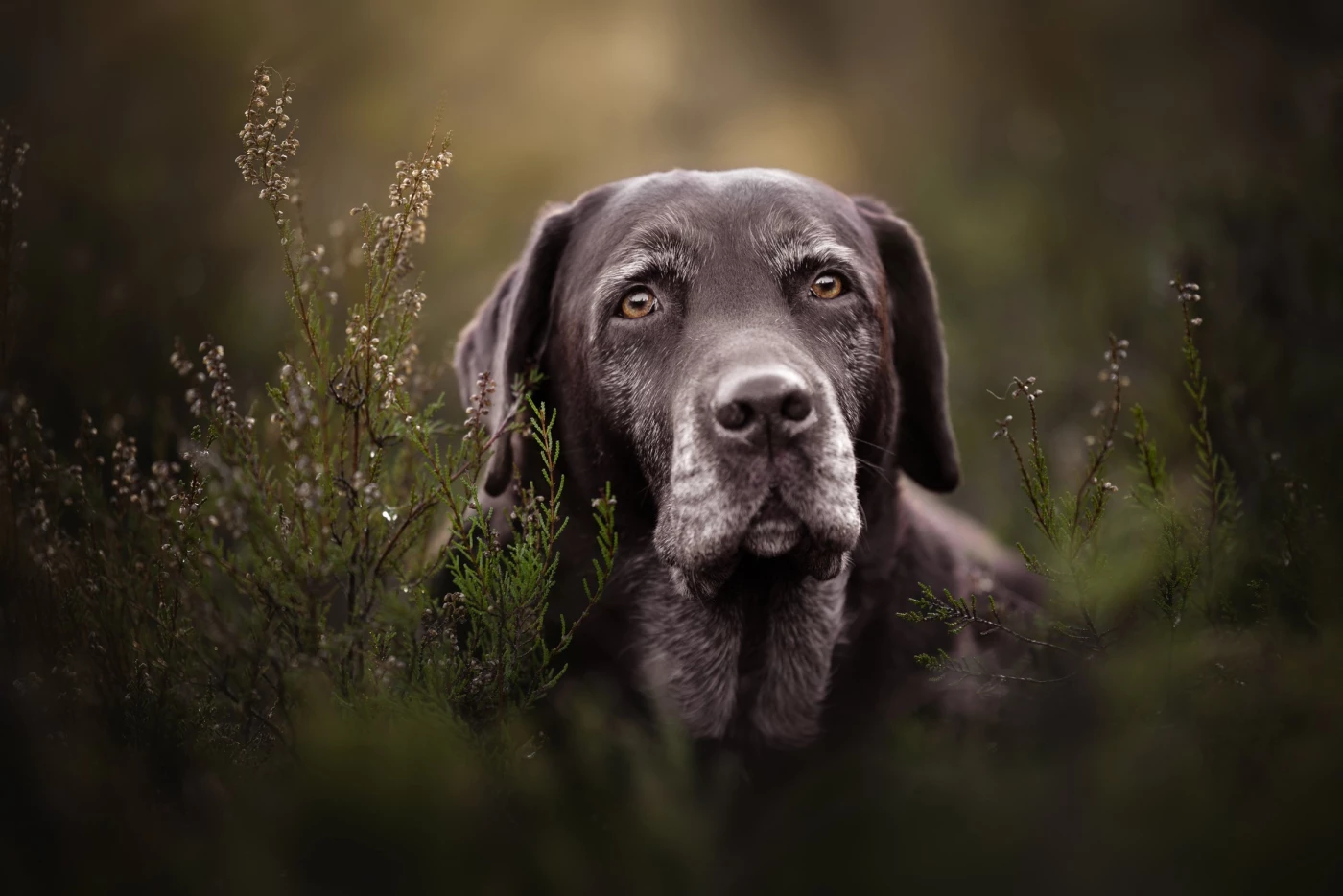 Lou, 11 year old brown Labrador. 
The owners contacted me for a photo shoot of their puppy, but old...