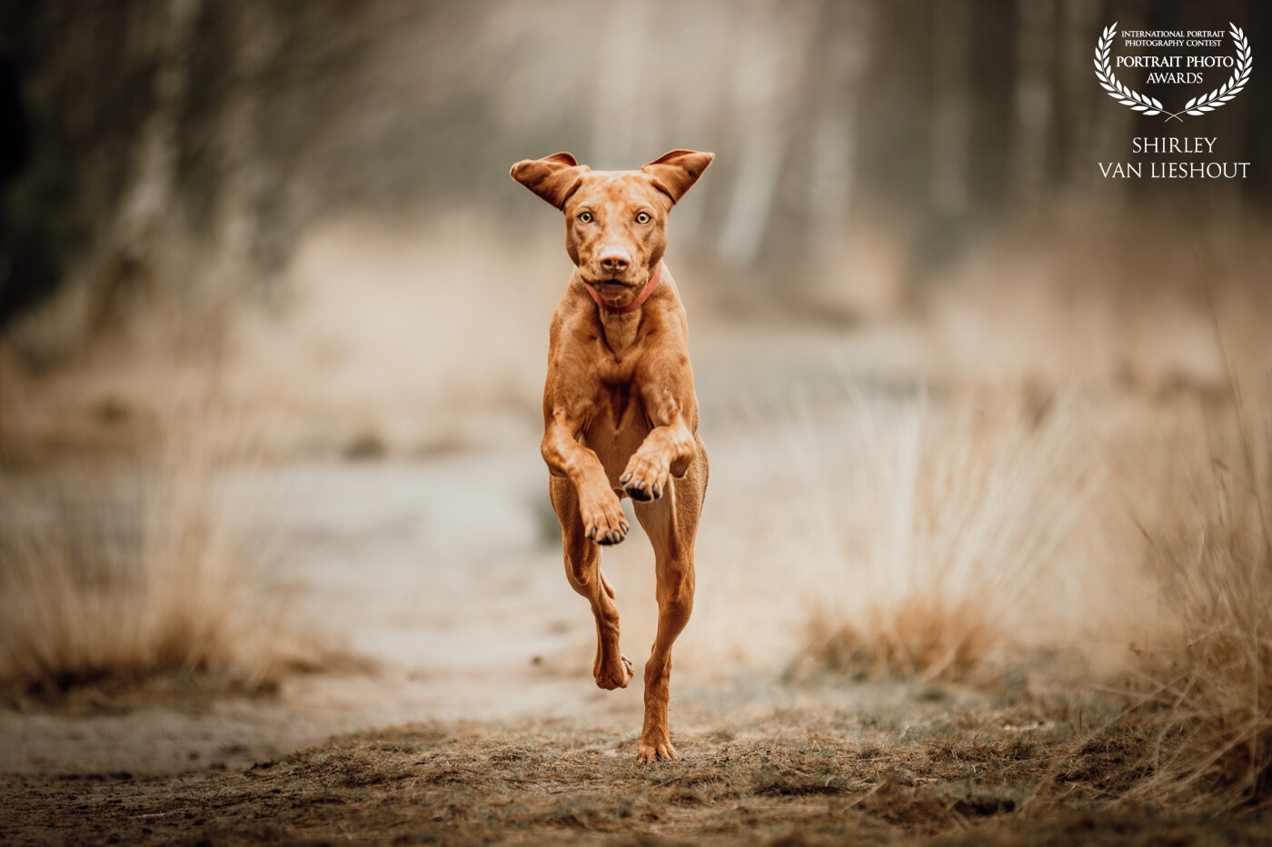 Cute and lovely Viszla dog 'Flip'. Look at those ears while she's running towards me. I love this photo!