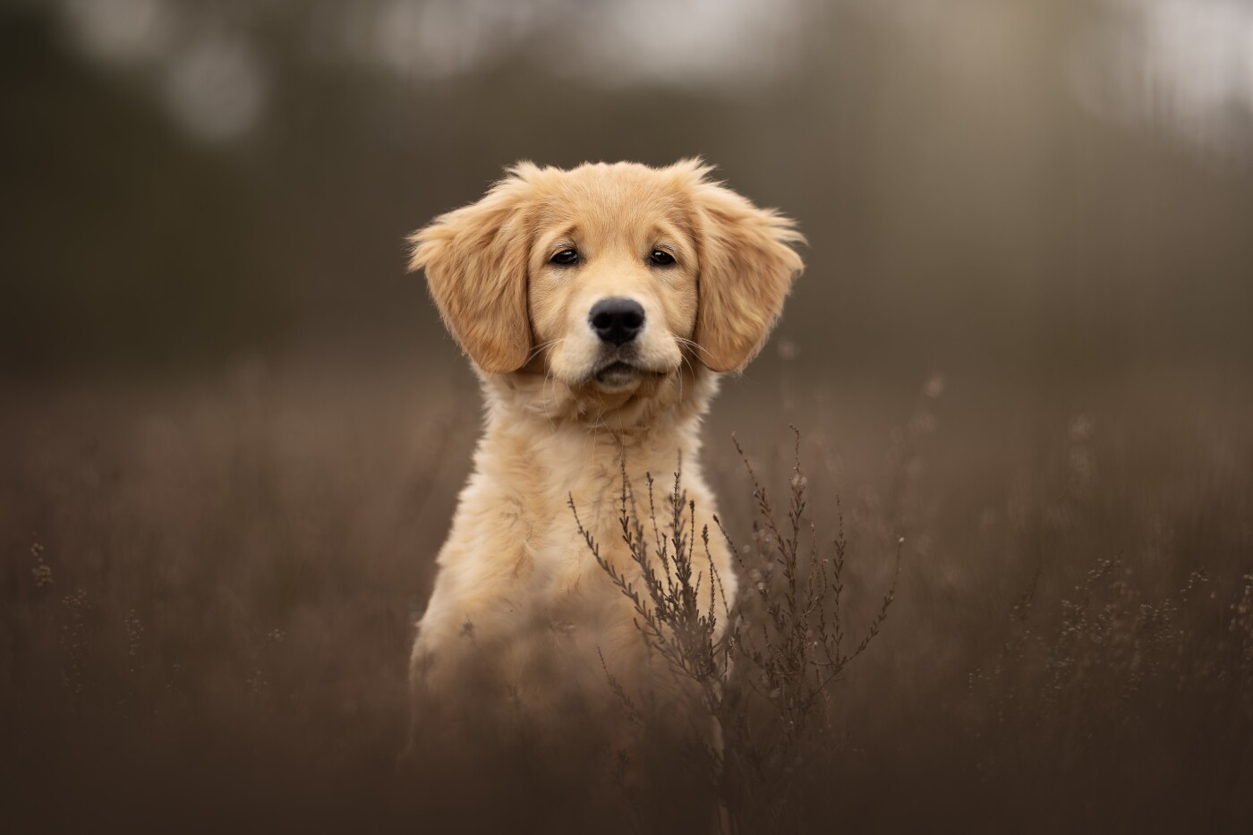 The cutest little Kiara during our photoshoot! What a sweet, happy puppy!