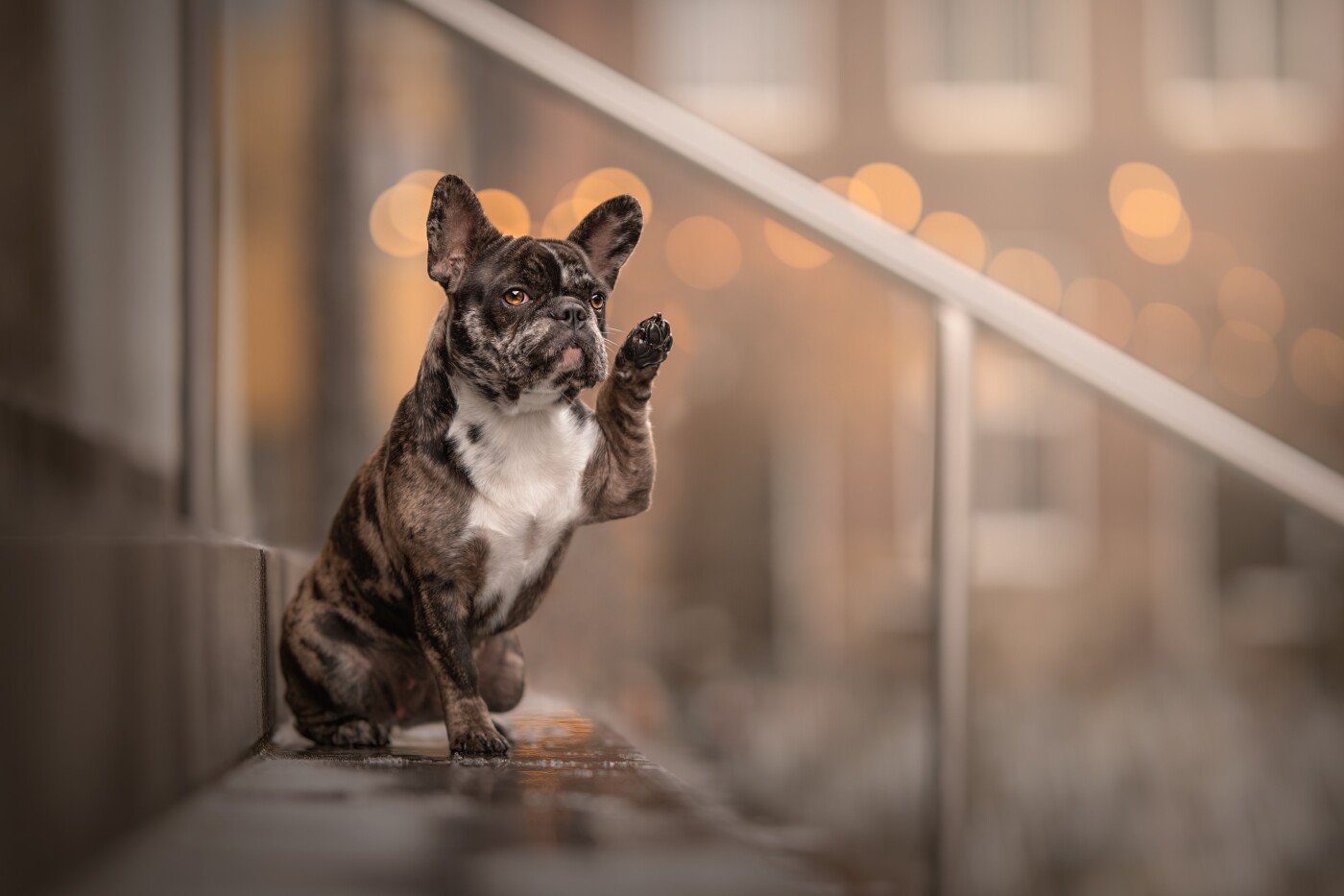 Say hey! French bulldog Fay is saying hello.