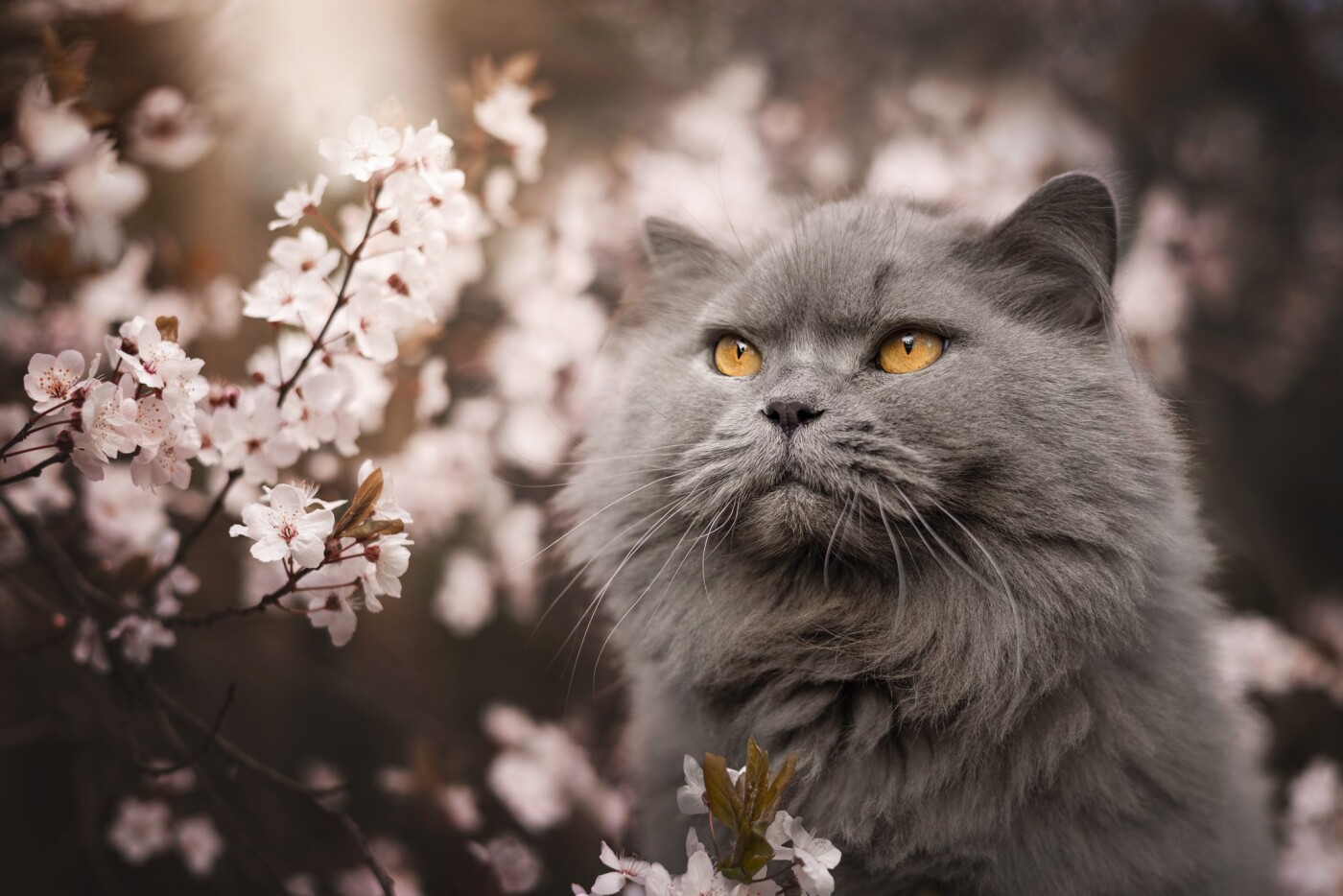 Here I was allowed to use our neighbors' blossom tree.
For our dog this location was not so suitabl...