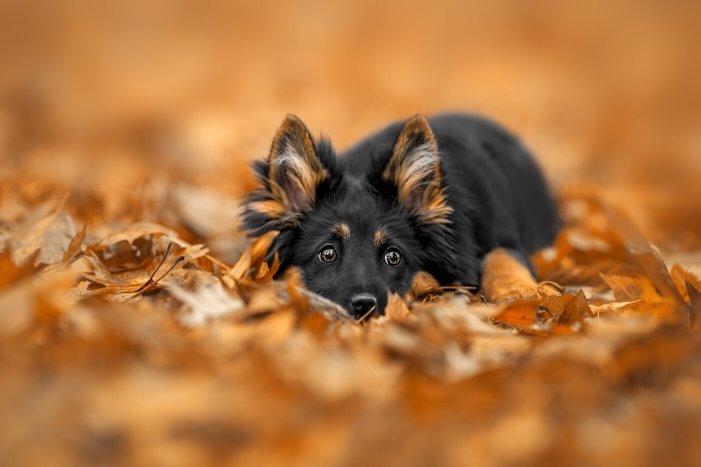 This photograph captures the playful charm of autumn. The dogs, partially hidden in a sea of colorfu...
