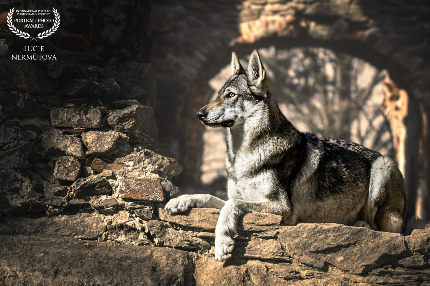 A majestic wolfdog captured in a moment of stillness, framed by ancient stone ruins and soft natural light, evoking strength, elegance, and connection to the wild.