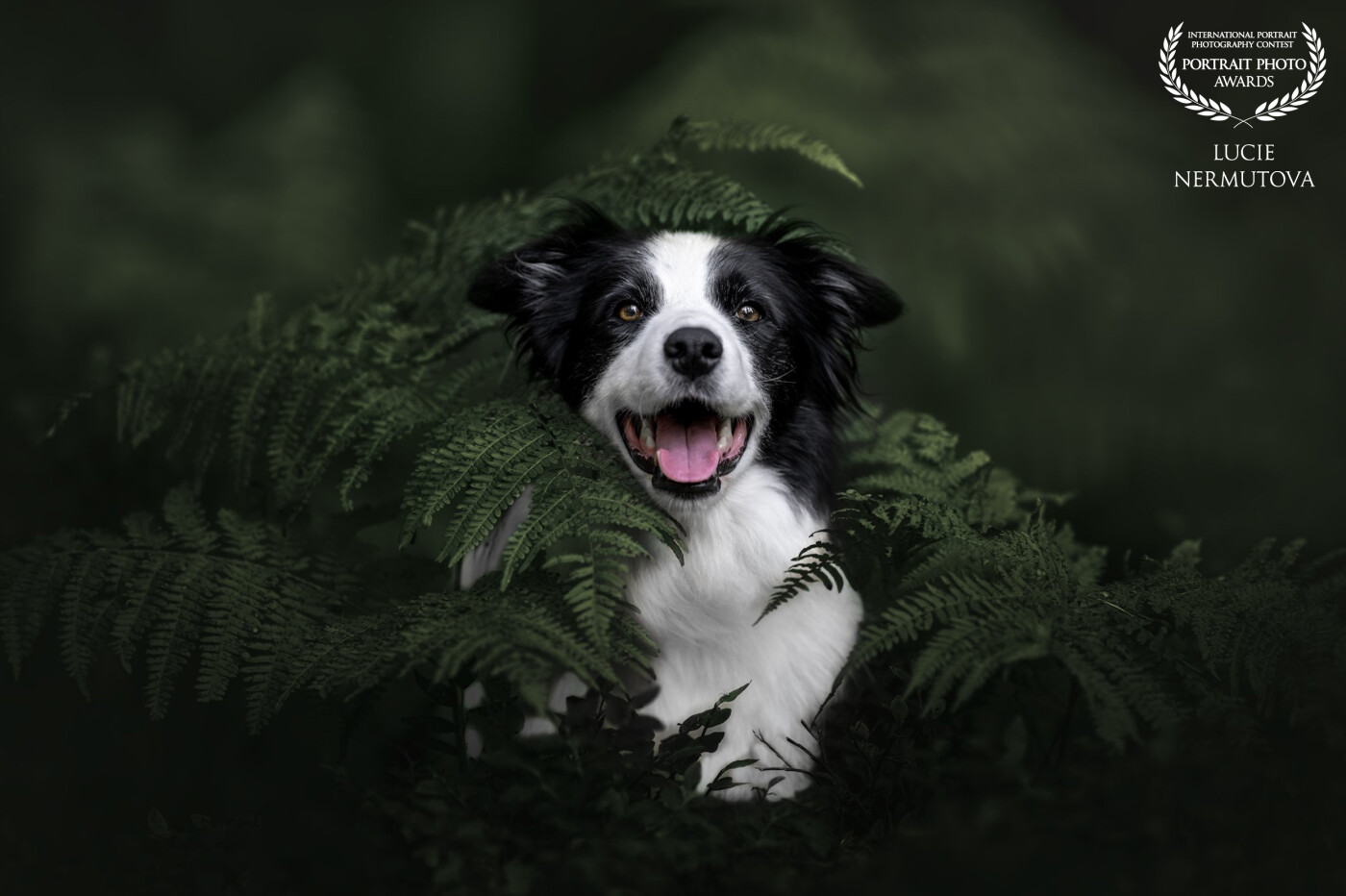 Amidst the emerald embrace of the forest, a dog finds itself lost in a moment of pure connection with nature. The dappled light filters through the delicate ferns, casting an ethereal glow on its fur, as if nature itself is whispering secrets to the wanderer. This image captures the unspoken harmony between the wild and the loyal companion, a fleeting yet timeless moment of serenity and wonder.