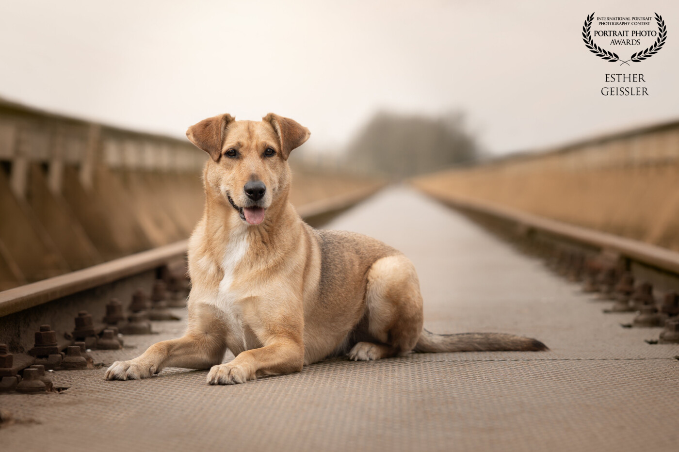 Model: Ruby<br />
Photographer: Meraki Animal Art<br />
Ruby didn’t need to do much. Just be- calm, loyal, and full of quiet wisdom. The kind of presence that stays with you.