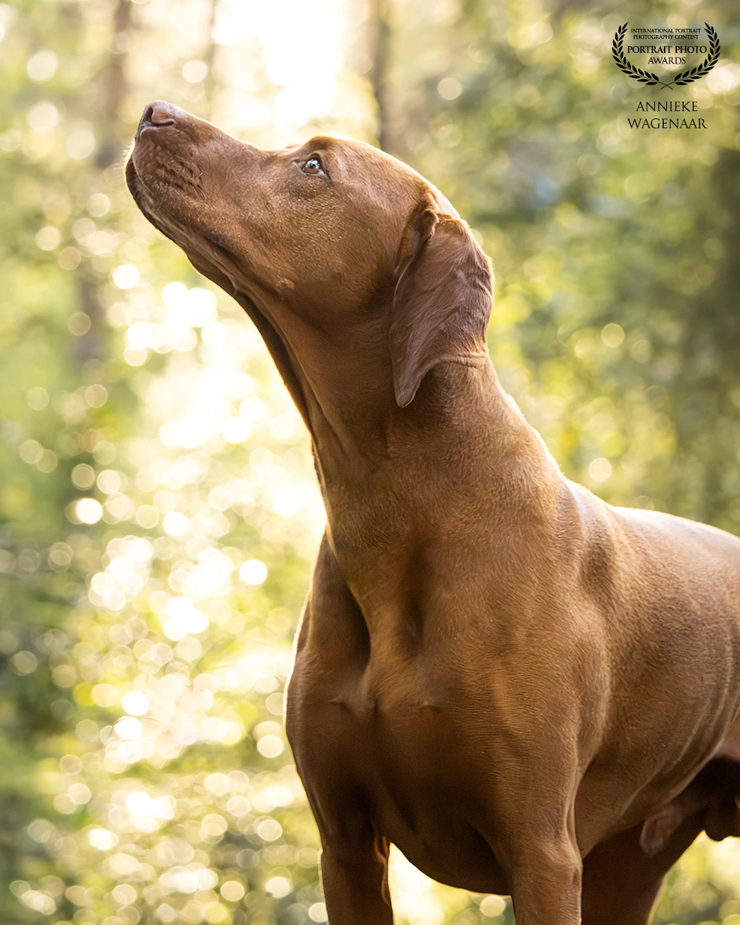This beautiful Viszla, named Eros, was absolutely amazing during our shoot. The sun makes this photo truly shine. <br />
My favorite photo from this photoshoot🤩