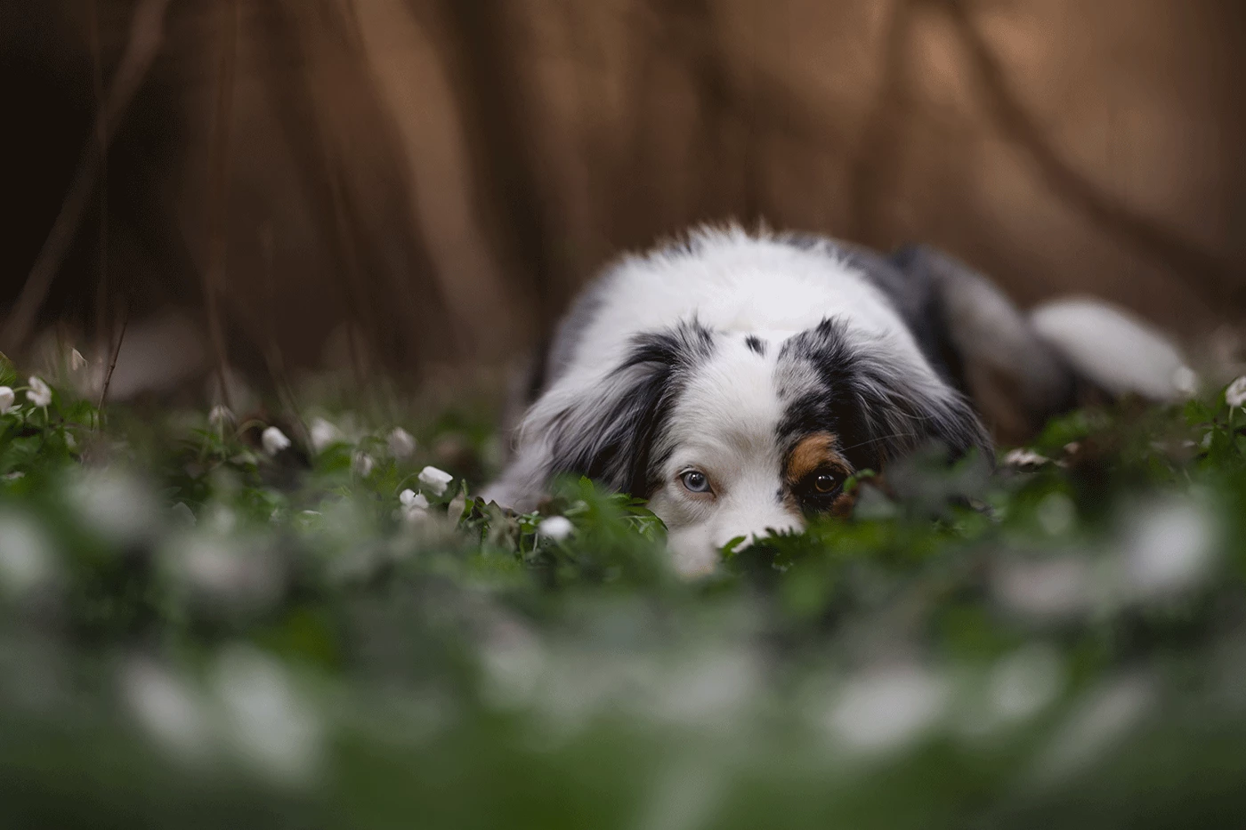 A capture of an Miniature American Shepherd blending into a woodland scene taken from shallow depth...