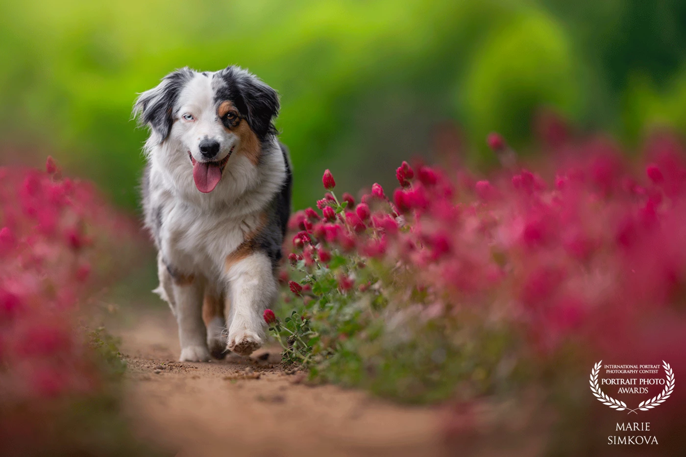 This Miniature American Shepherd radiates tranquility, confidence, and boundless energy, all while framed by a tunnel of crimson clover. It's nature, color, and connection beautifully encapsulated.