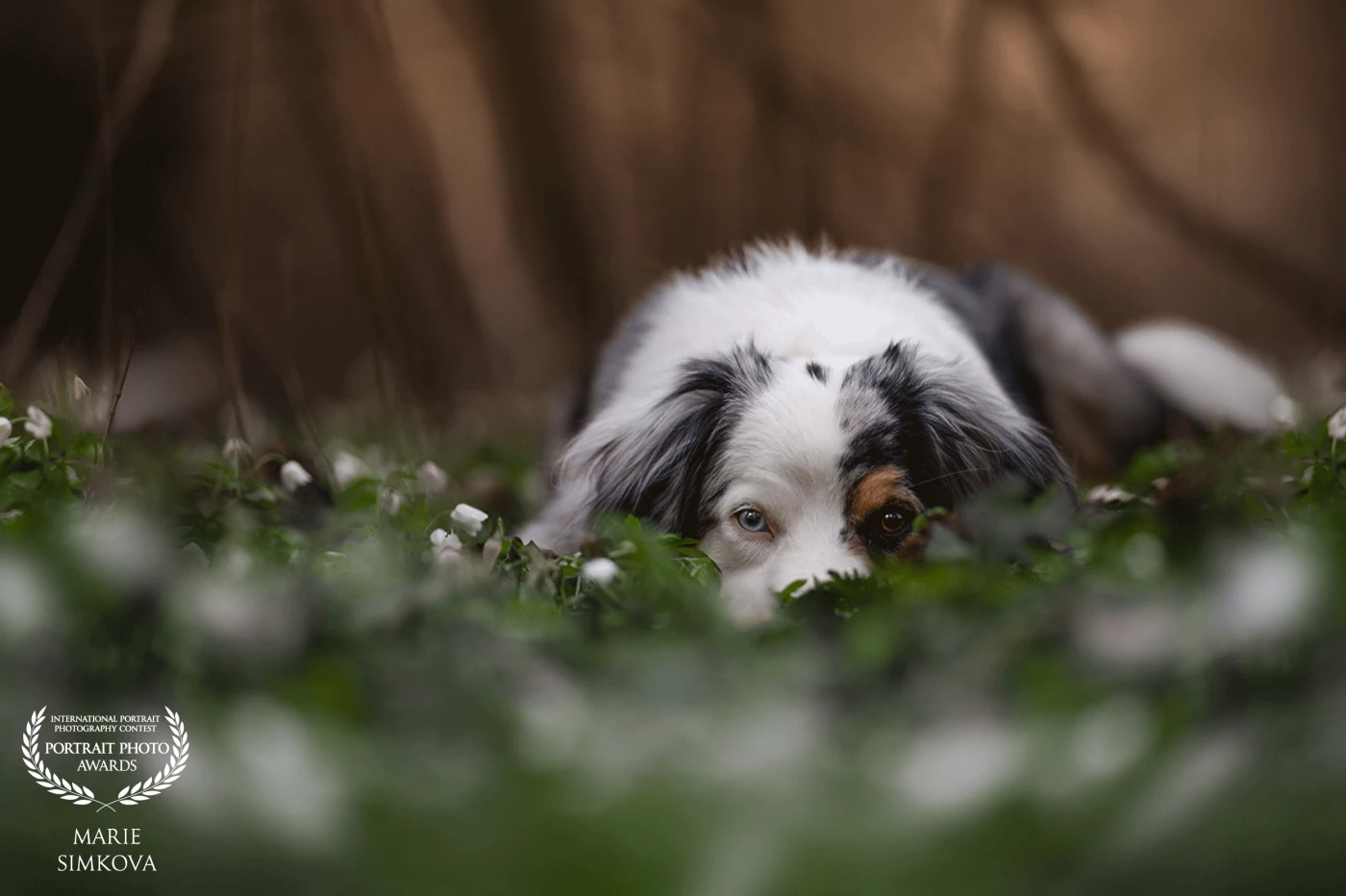 A capture of an Miniature American Shepherd blending into a woodland scene taken from shallow depth focus. The Miniature American shepherd’s gaze, precisely captured, together with the soft bokeh foreground, draws one into a moment of a quiet, alert connection with nature.