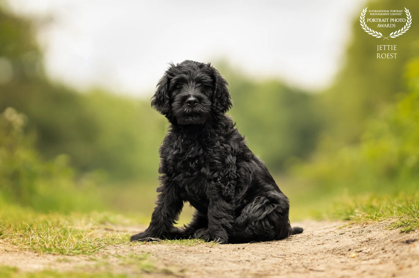 The 8 week old labradoodle puppy James got to take a picture. His first photoshoot and he did fantastic.
