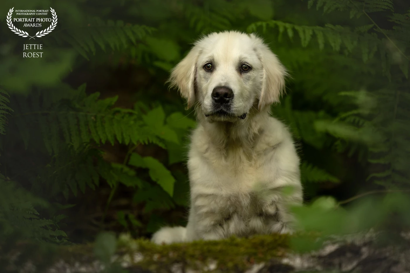The 16 week old Golden Retriever Ollie got to take a picture for his owners. He did great during his first photoshoot.