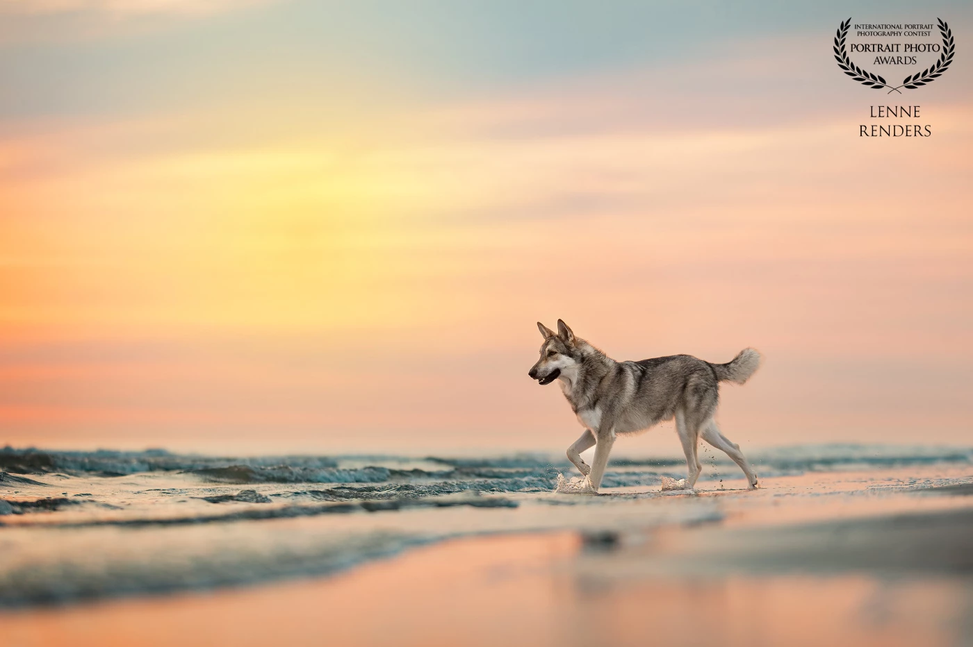 During a wonderful evening on the beach, Zev the saarloos dog was enjoying himself in the sea. <br />
The beautiful sunset with the beauty of Zev makes the picture perfect if you ask me.