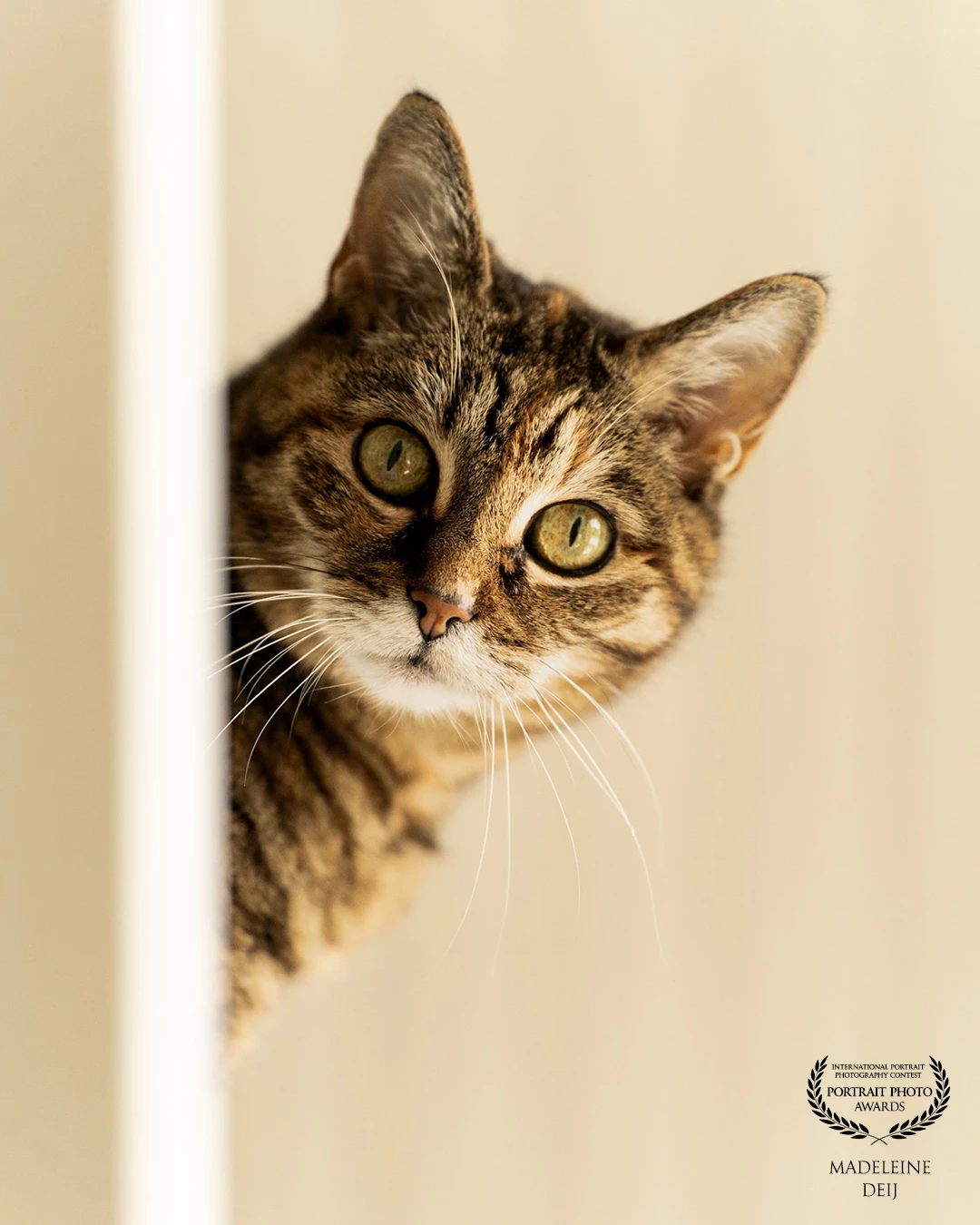 My dear cat Katrien, looking around the stairs. <br />
Suffering from dementia. Which makes photos of her very precious❤️. <br />
My favorite victim to practice photography on.