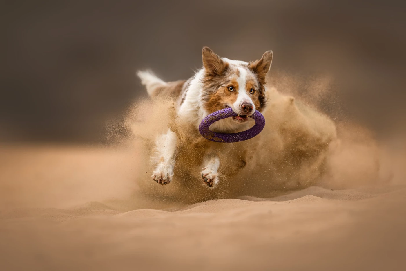 A dynamic action shot capturing a Border Collie mid-leap, sand flying as it chases a toy with intens...
