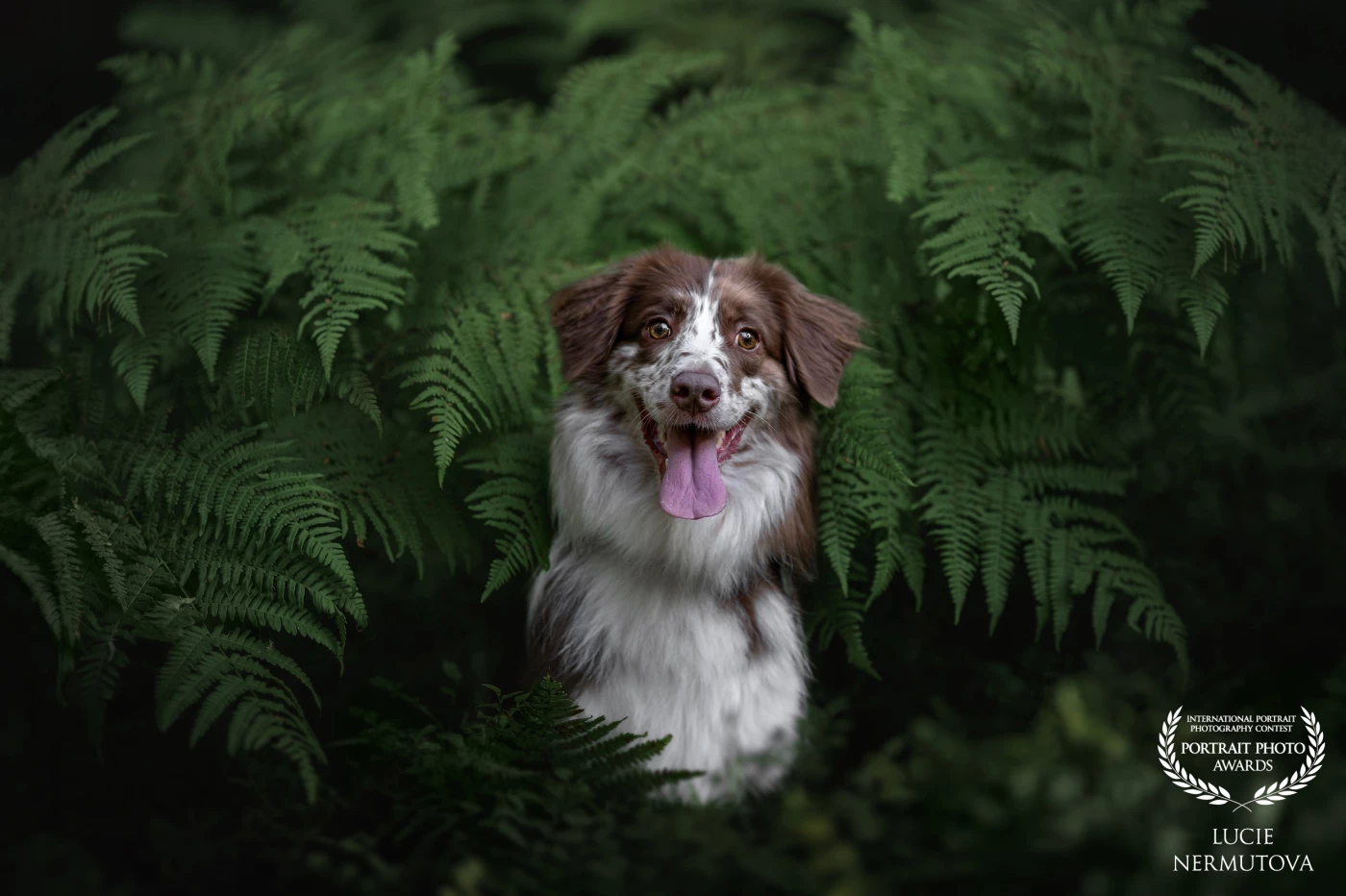 A happy Border Collie peeks through lush ferns, its tongue out and eyes bright with curiosity.<br />
The deep green tones frame the dog beautifully, enhancing its striking coat and joyful personality.<br />
This portrait blends whimsy and wilderness in a single captivating moment.