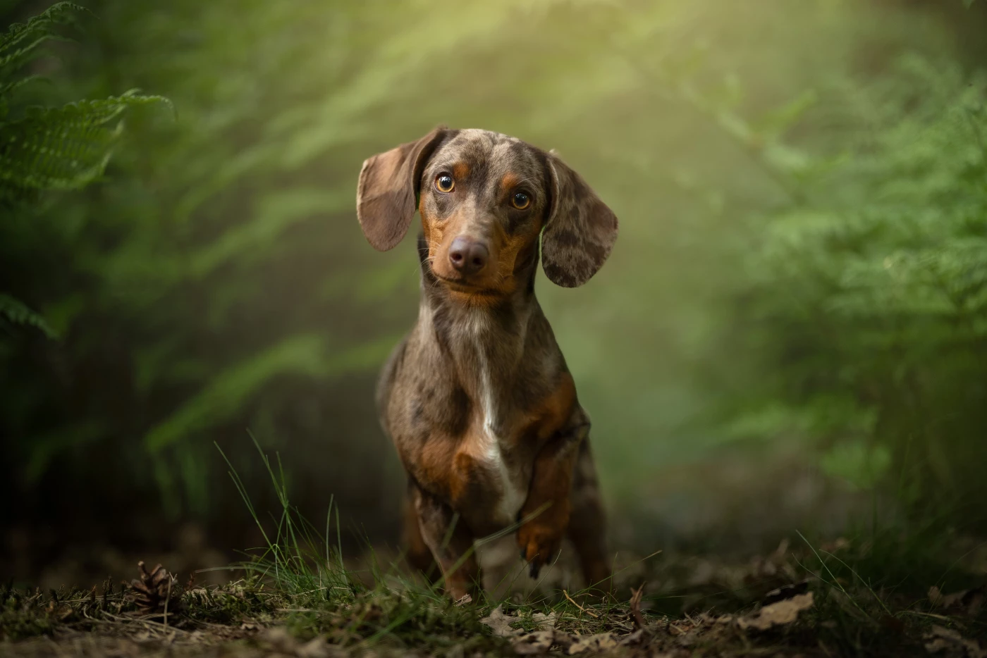 Ollie found the photoshoot a bit exciting. despite that it went incredibly well and there were soon...