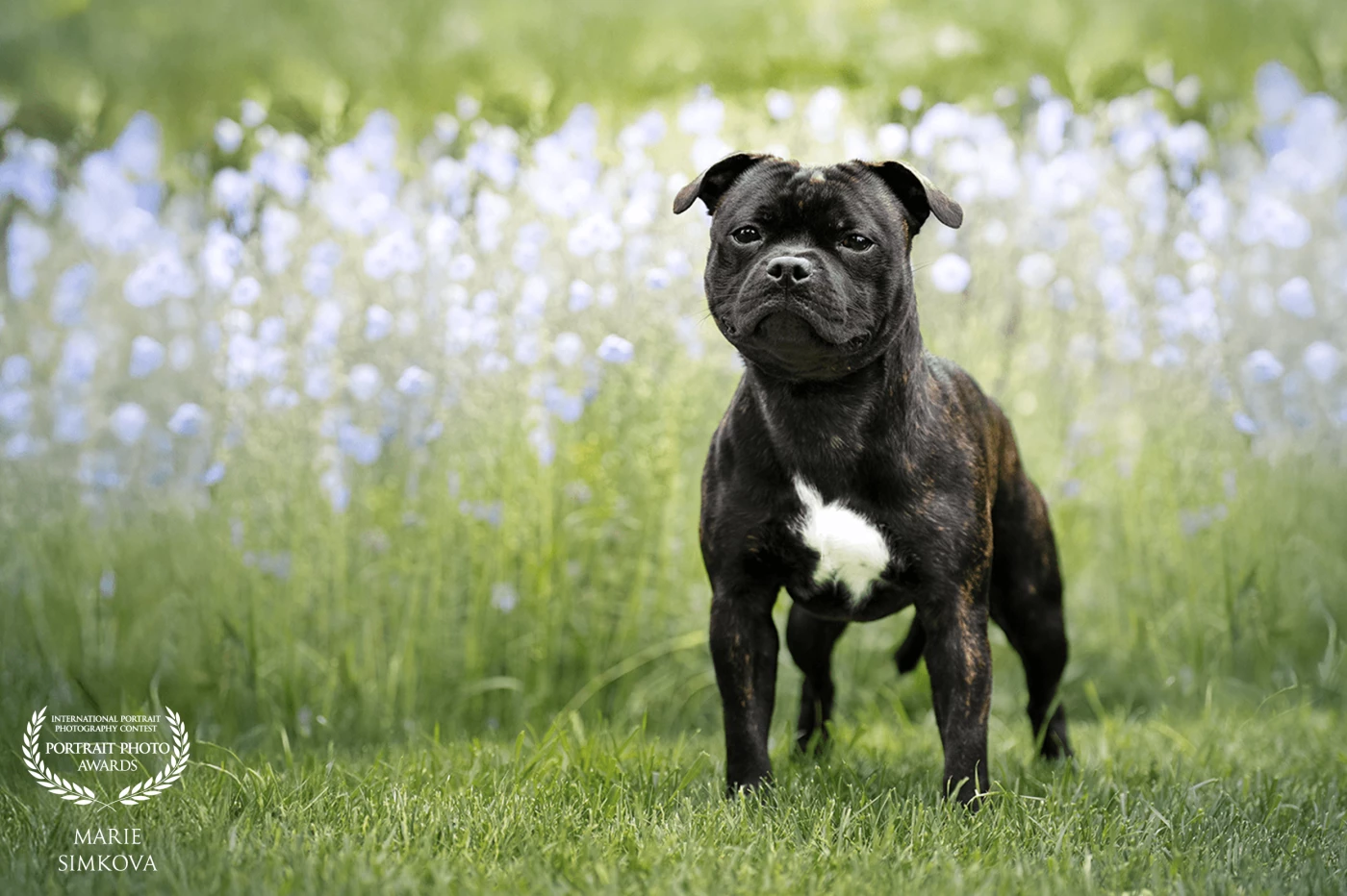 A black and tan Staffy stands alert in a field of light blue flowers.<br />
The dog faces the viewer, centered and in sharp focus, with erect ears and distinct tan markings on its chest and legs.<br />
The softly blurred background of flowers and grass creates a gentle, natural setting that highlights the dog's presence.