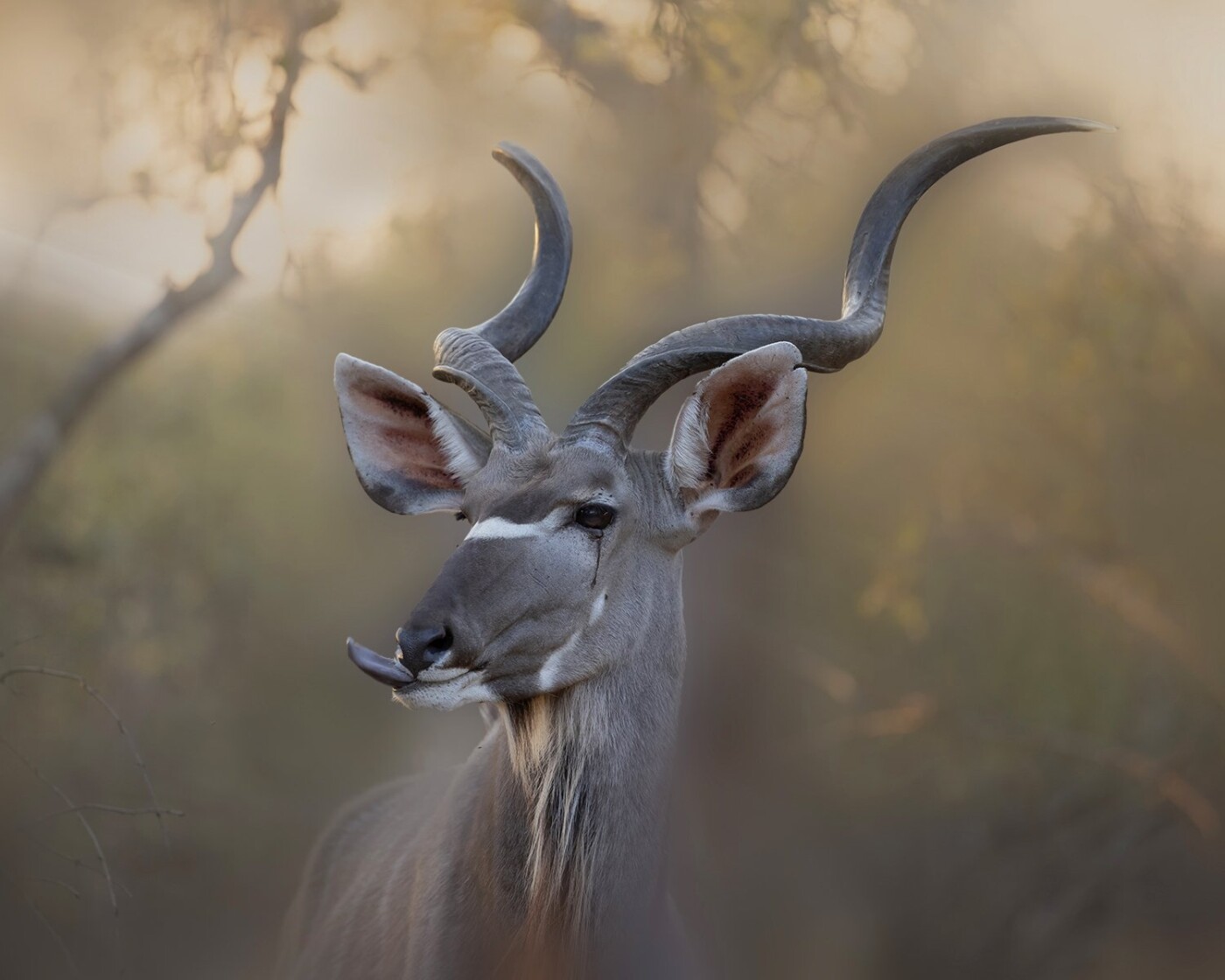 This lovely Kudu Bull was snacking on the crisp grass while posing for this photo at sunset