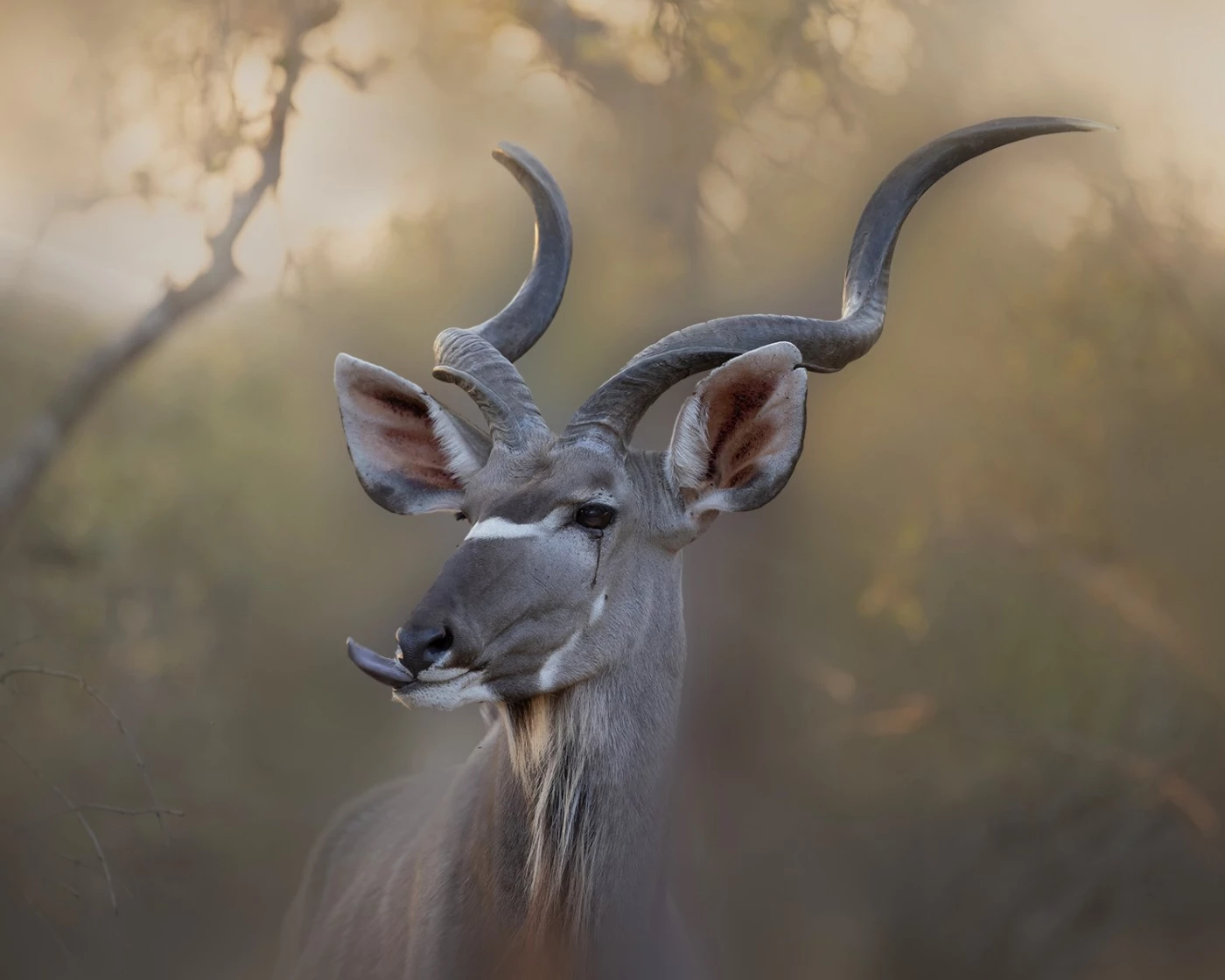 This lovely Kudu Bull was snacking on the crisp grass while posing for this photo at sunset