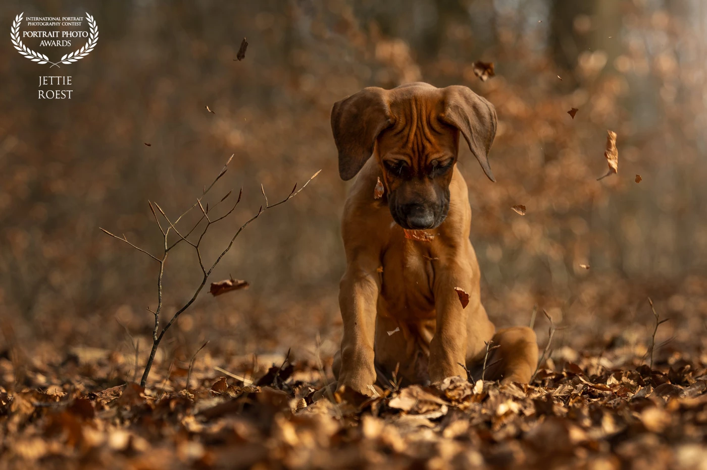Handsome 10 weeks old Rhodesian Ridgeback puppy Joop his first fotoshoot. He did it so well. His coat also matches the leaves of the beech tree beautifully. The falling leaves were very strange.
