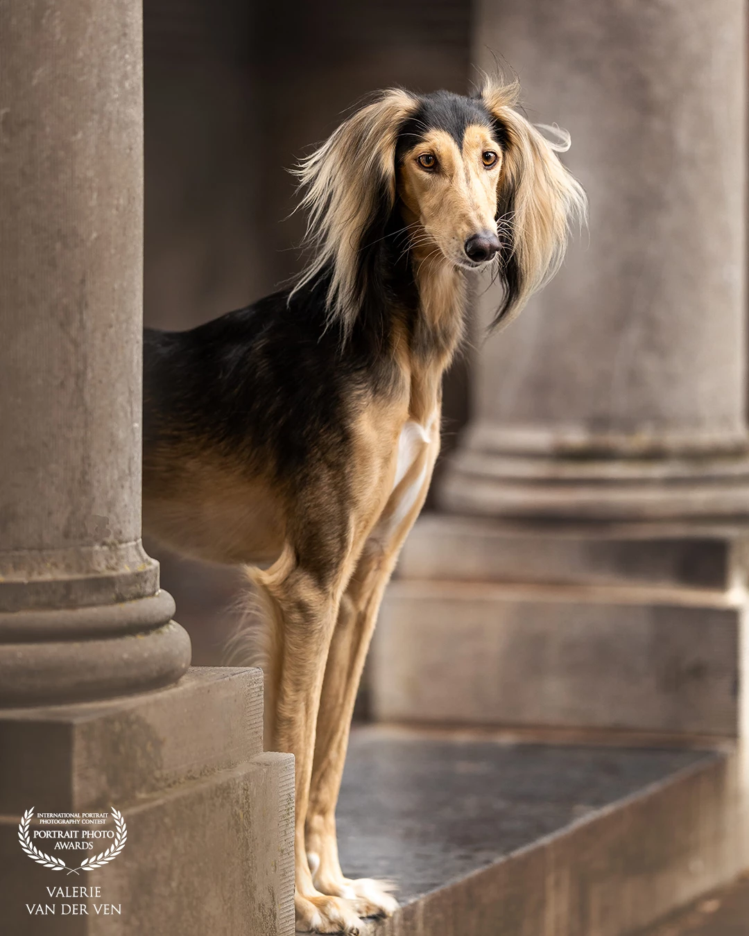 Naast alle retrievers, bordercollies, poedels, corgi's en tig andere bekende rassen is het natuurlijk ook leuk om een ras voor mijn lens te krijgen waarvan ik nog niet had gehoord. Rafi is een Saluki, dit hondenras is afkomstig uit het Midden-Oosten en werd daar gezien als een statussymbool. Hij straalde een bepaalde allure uit, kwam helemaal tot zijn recht tussen de pilaren.