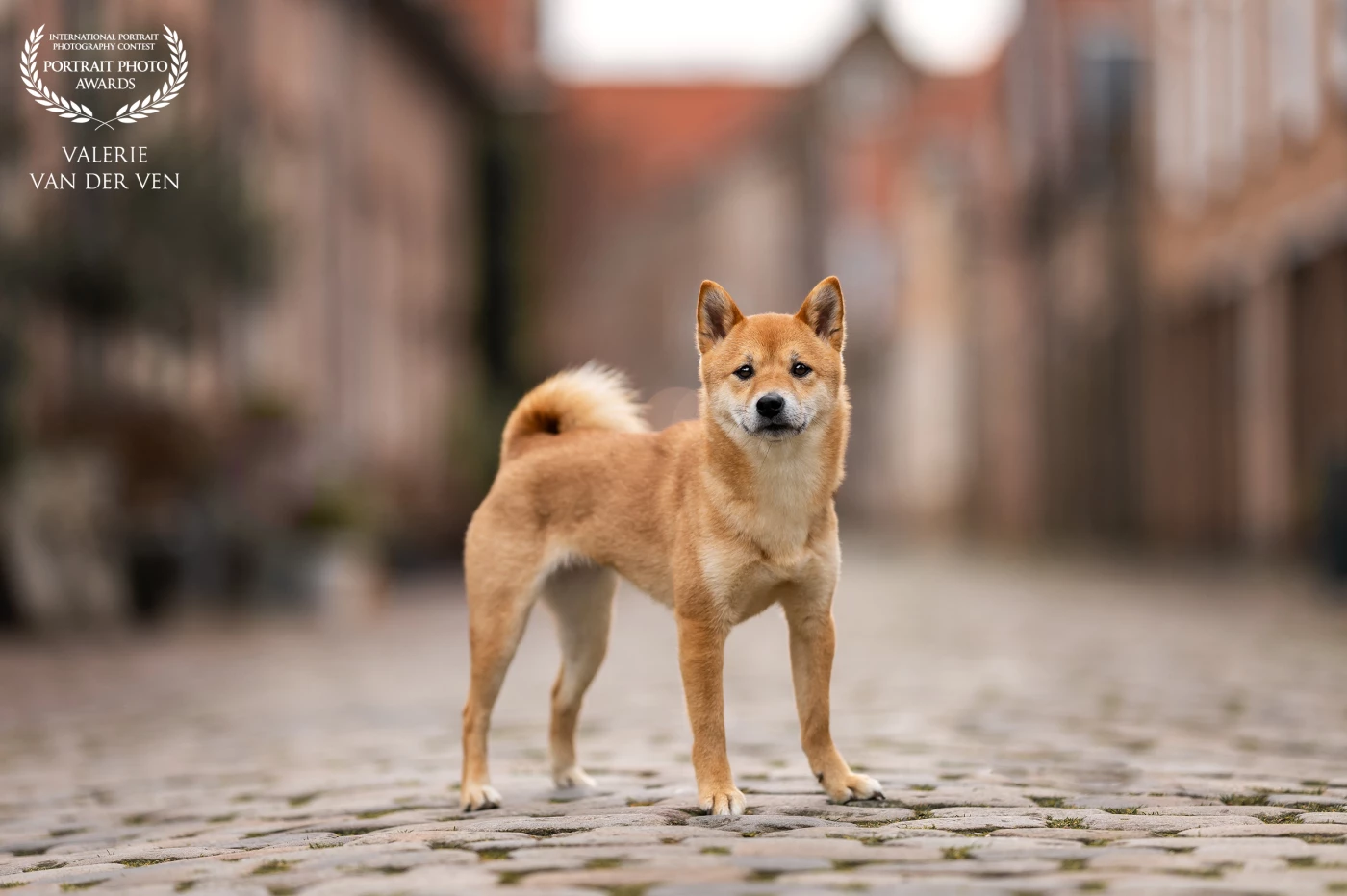 Een pittoresk straatje is in iedere stad wel te vinden en biedt al voldoende voor een urban foto. Je hond hoeft niet de trucendoos tevoorschijn te halen, met de juiste compositie zal jouw viervoeter zijn unieke karakter uitstralen. Ik vind Nayla lief en stoer tegelijk en wat kleurt ze mooi in de omgeving.
