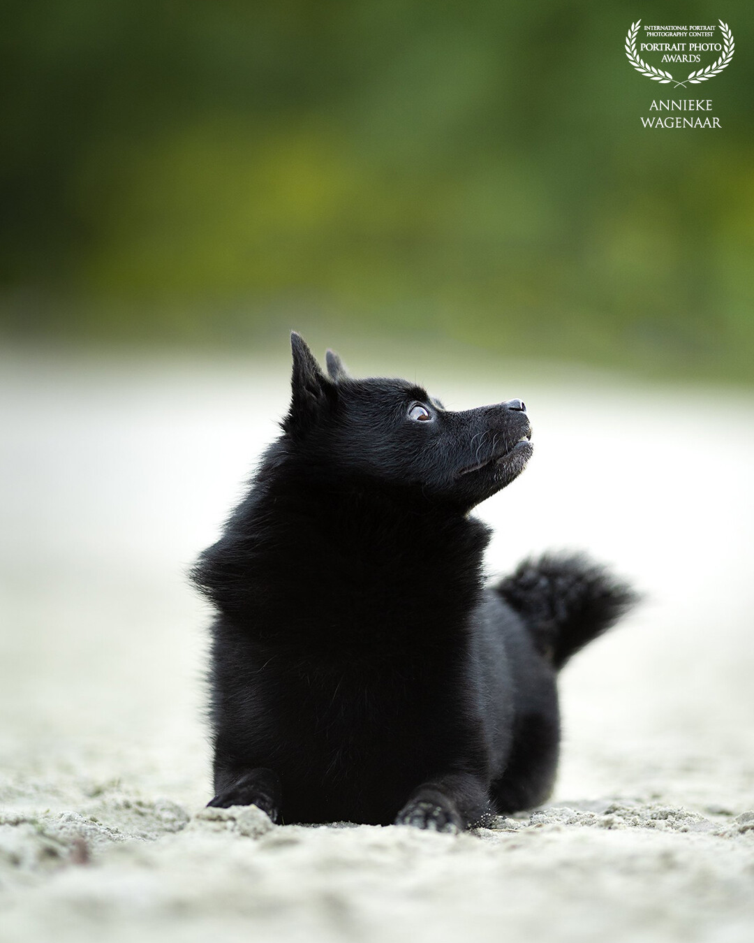 This is my own dog, Kyto, he is an Schipperke. Because you don't see them that much I love sharing photographs of him!