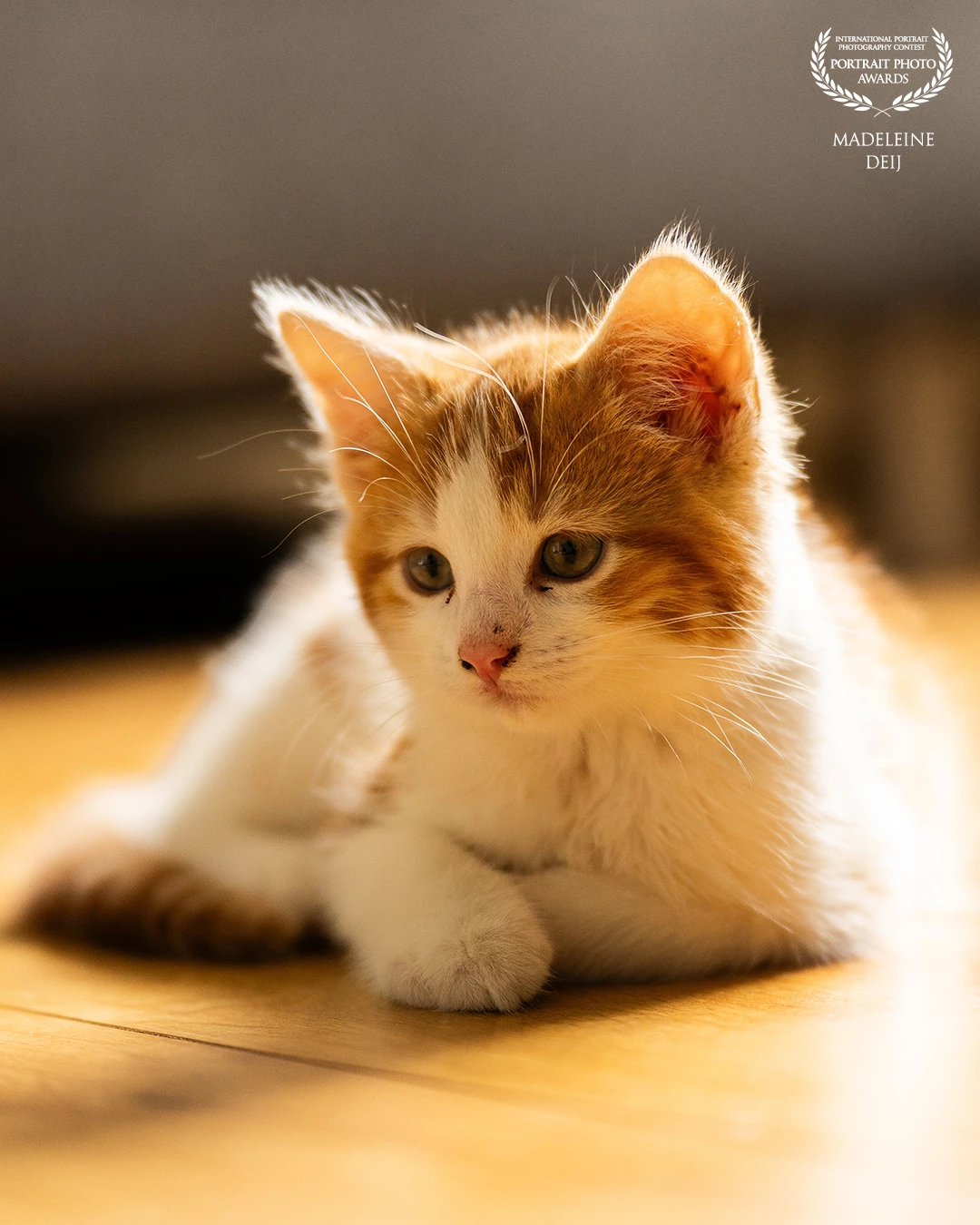 Tommy my boy. Together with his brother George, My favorite photography victims.❤️ <br />
Only a few weeks in the house and boy do they bring joy and make the house feel alive again. <br />
Cuteness overload!