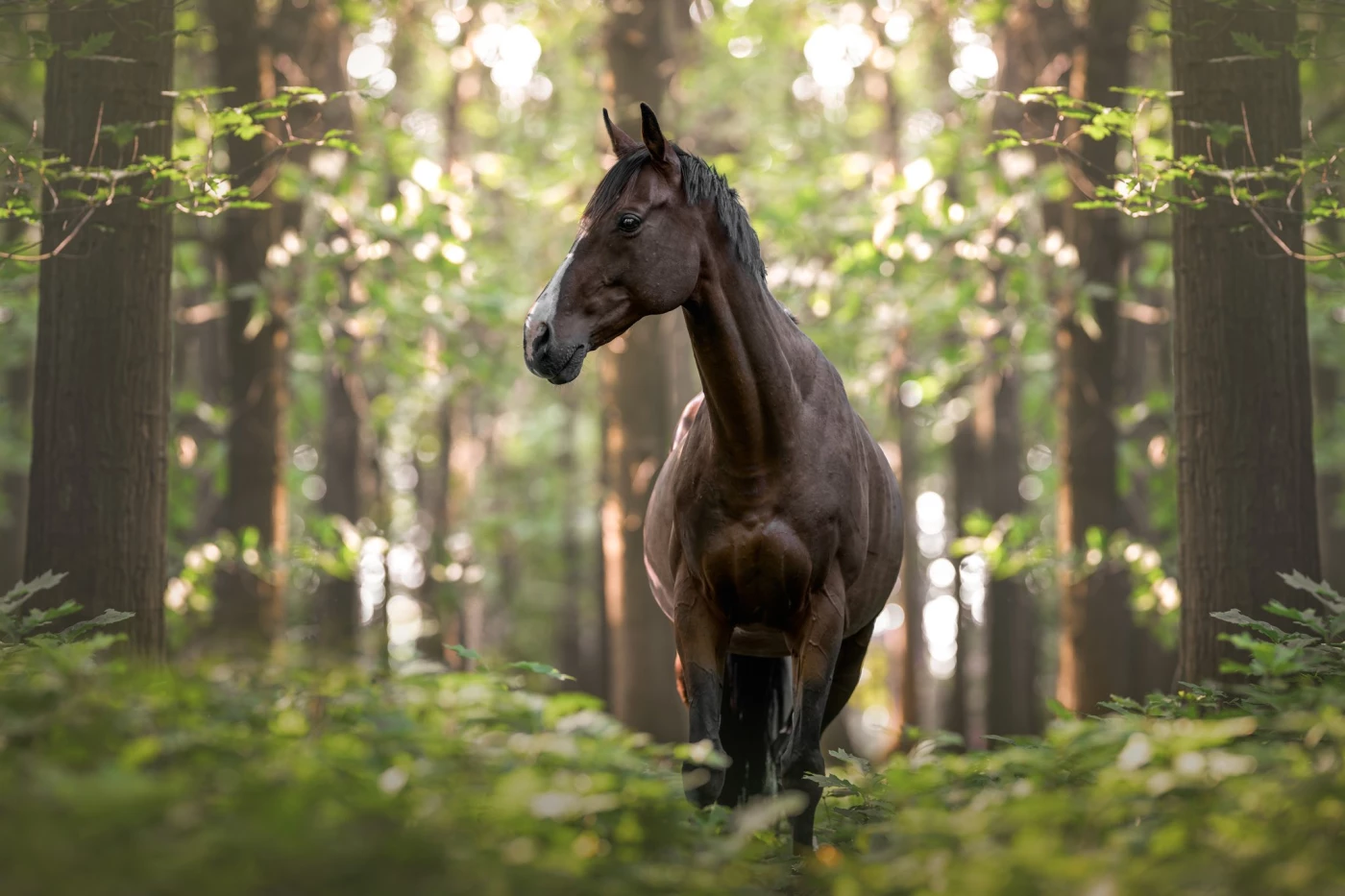 This photograph captures a majestic horse in the stillness of a forest, where nature and animal have...