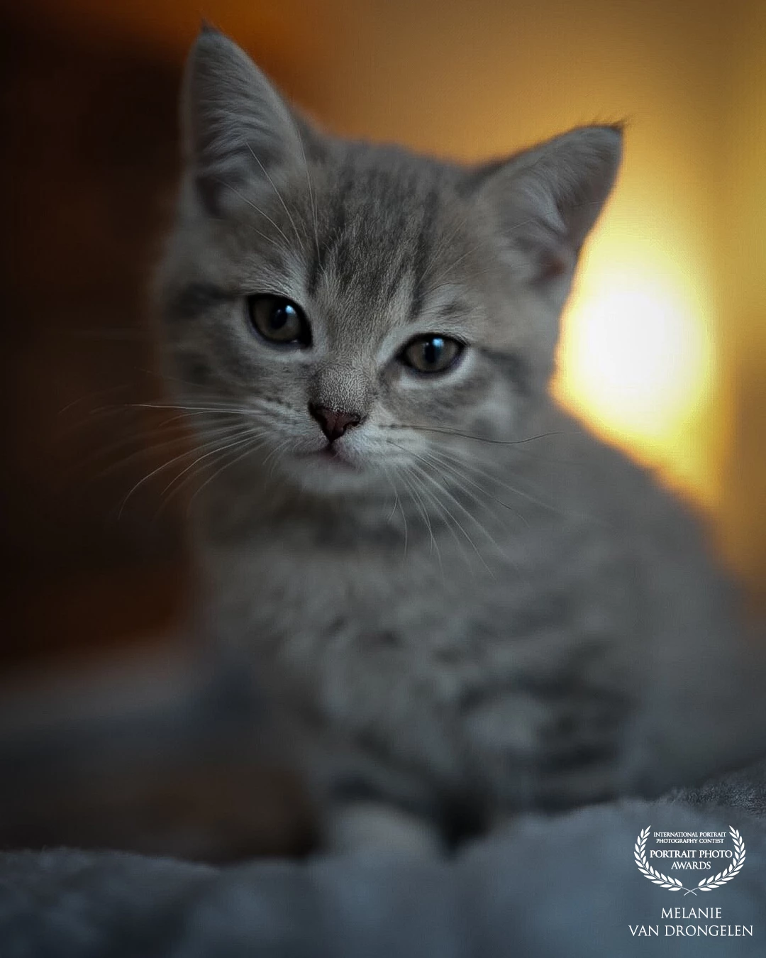 Mylo, een prachtige Britse korthaar kitten met een zachte grijs gestreepte vacht, zit trots en kalm op zijn krabpaal. Zijn grote, nieuwsgierige ogen kijken recht in de camera, alsof hij je gedachten probeert te lezen. De lichtval geeft de scène een dromerige sfeer. Het lijkt even alsof de tijd stilstaat. Zijn pluizige vacht vangt het zachte licht perfect, waardoor hij bijna koninklijk oogt. Een moment van rust, schoonheid en stille aandacht gevangen in één blik.