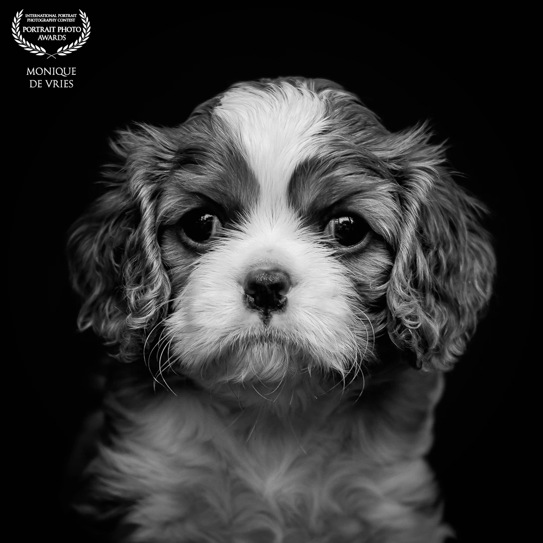 "Innocence in Focus" (puppy portrait)<br />
In this portrait, I sought to capture the quiet dignity and purity often overlooked in animals. The puppy’s gaze is soft yet deliberate—an invitation to pause and connect beyond species, beyond noise. The black backdrop strips away distractions, allowing emotion and expression to take center stage.