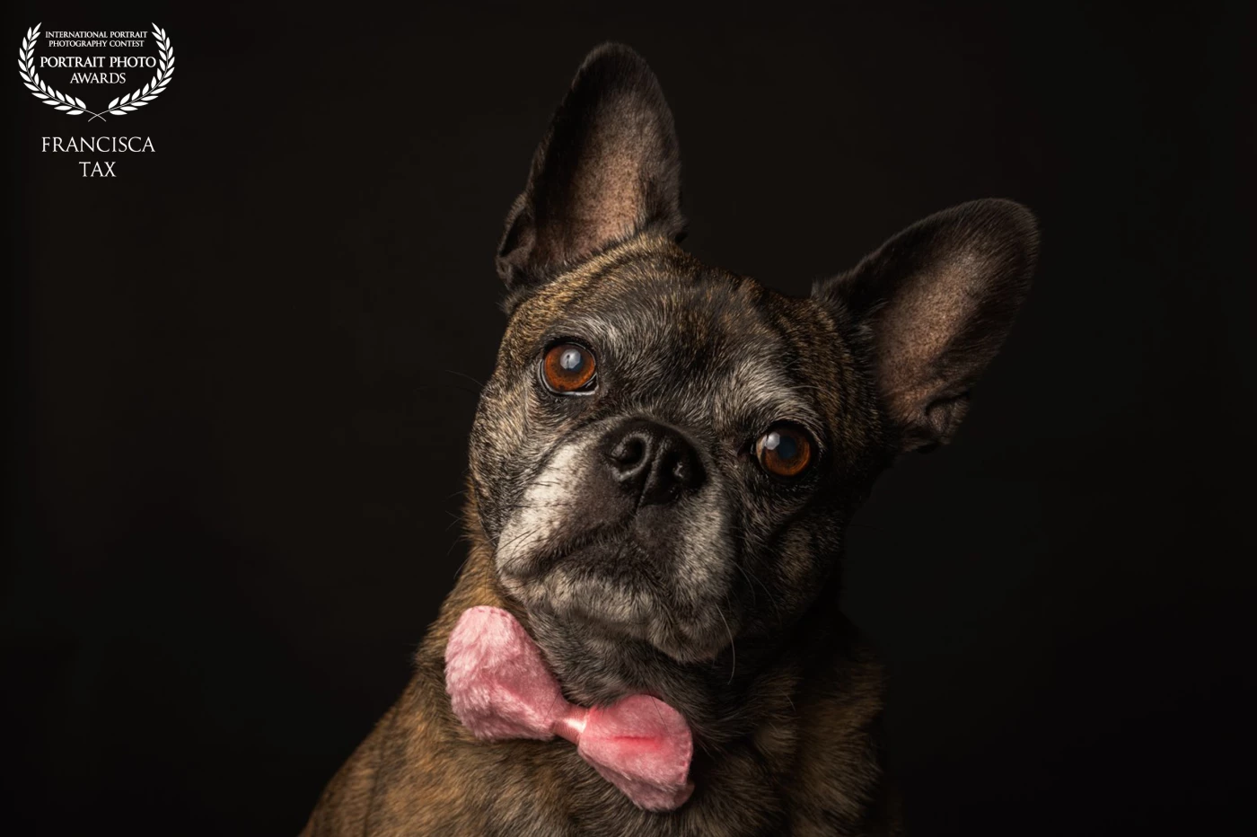 Curious eyes and a graceful pose, there's a quiet wisdom and warmth that fills the frame.<br />
More than just a photo — a portrait that captures a soul.