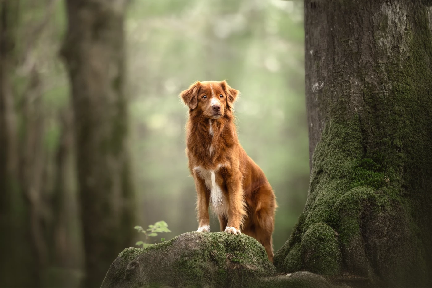 'On the gnarled root, a proud and curious Toller stands tall. Surrounded by the quiet magic of the S...