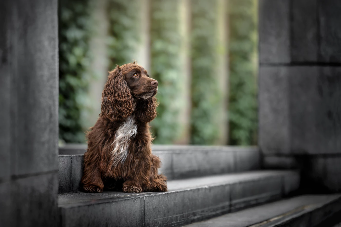 Full of energy, but cocker spaniel Marie posed here like a true model!