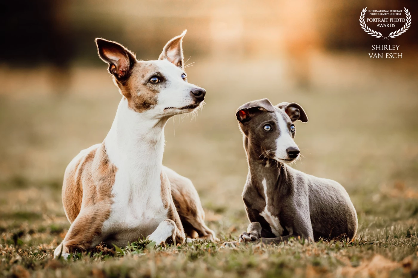 Aren't these girls adorable? 2 Whippet girls Sarabi and Ziena. Ziena is still so young in this picture but what are they both nice behaving models! Look at Ziena's eye colour, so special!