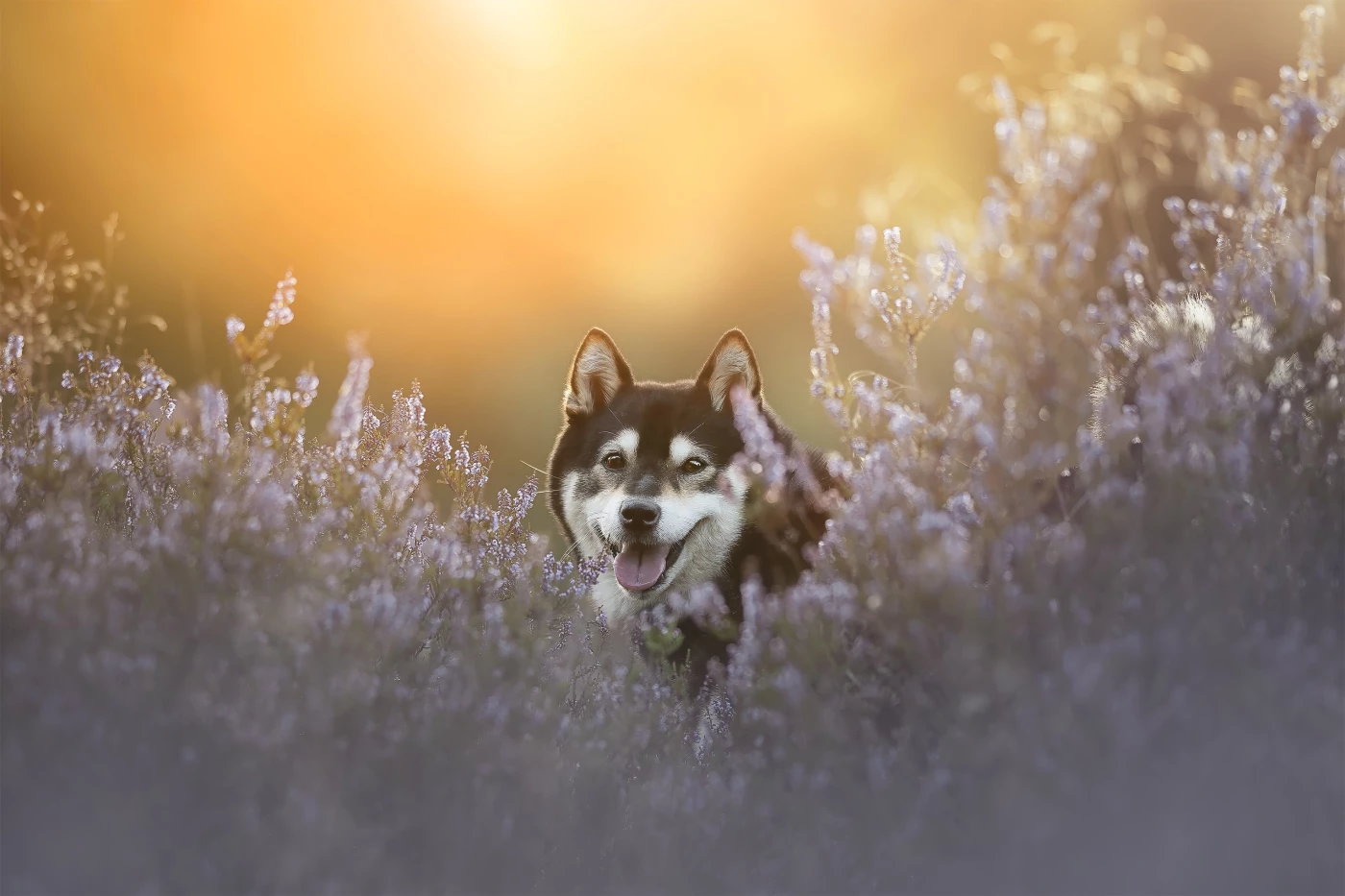 Peeking out from a sea of purple heather, a Shiba Inu’s head rises gently above the blooms: calm, pr...