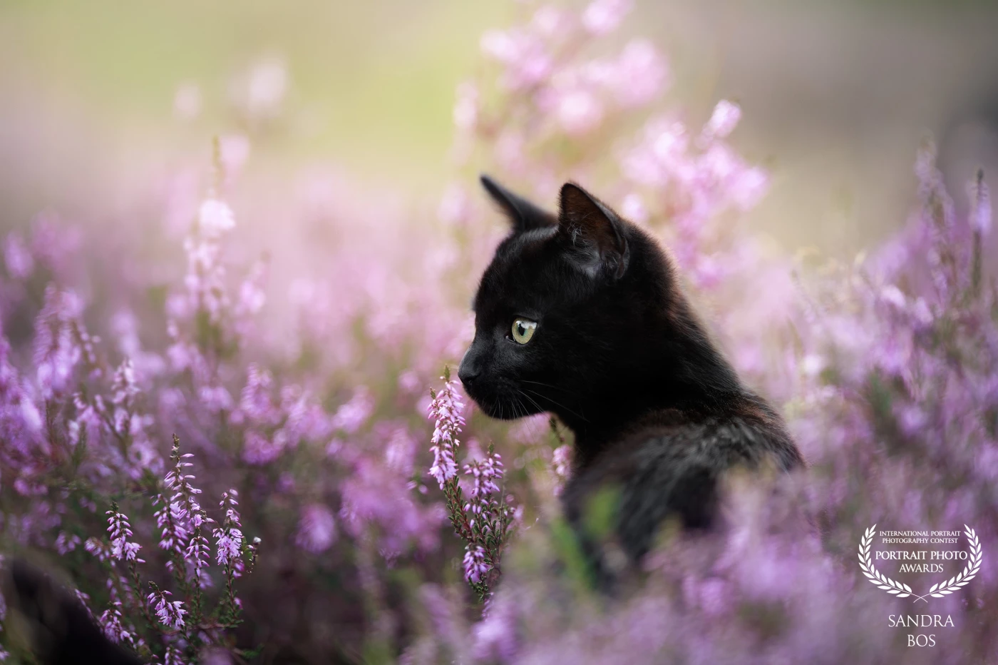 One of my first photoshoots with a cat. It was very amazing and the beginning of my cat photography.