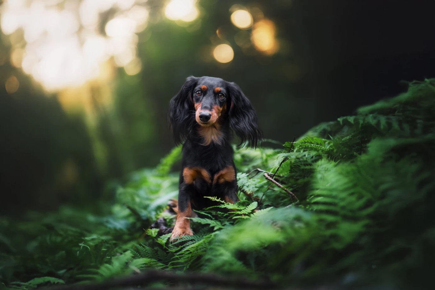 Cute Pixie in the woods