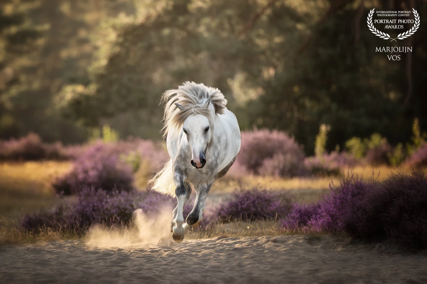 A powerful horse races across the blooming heath, wild, free, and full of spirit. With its mane flowing in the wind, the horse gallops as if it's one with nature.