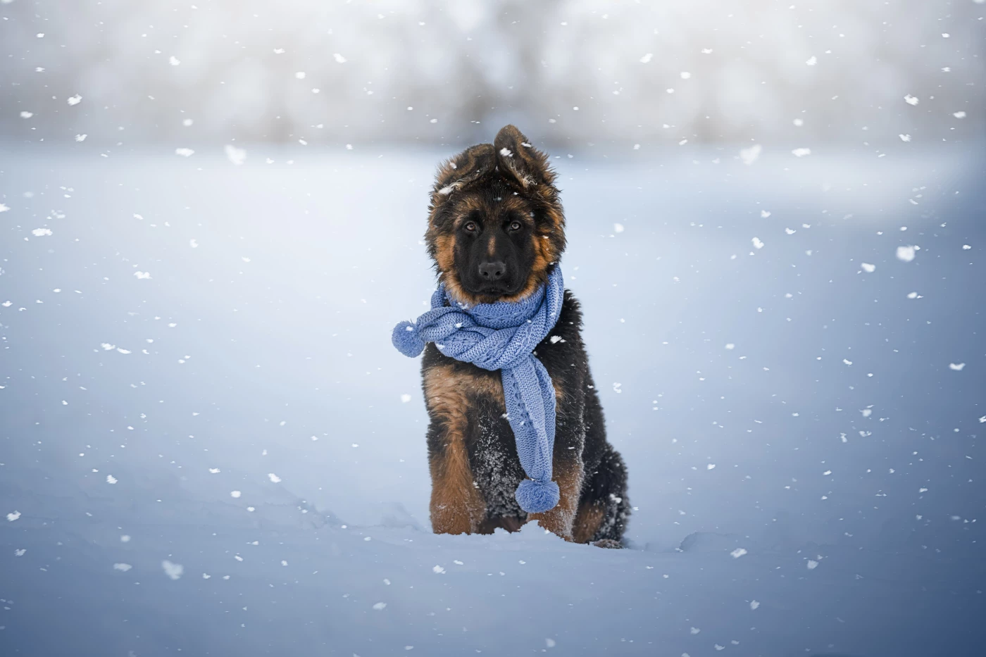 Snowy Day Companion
