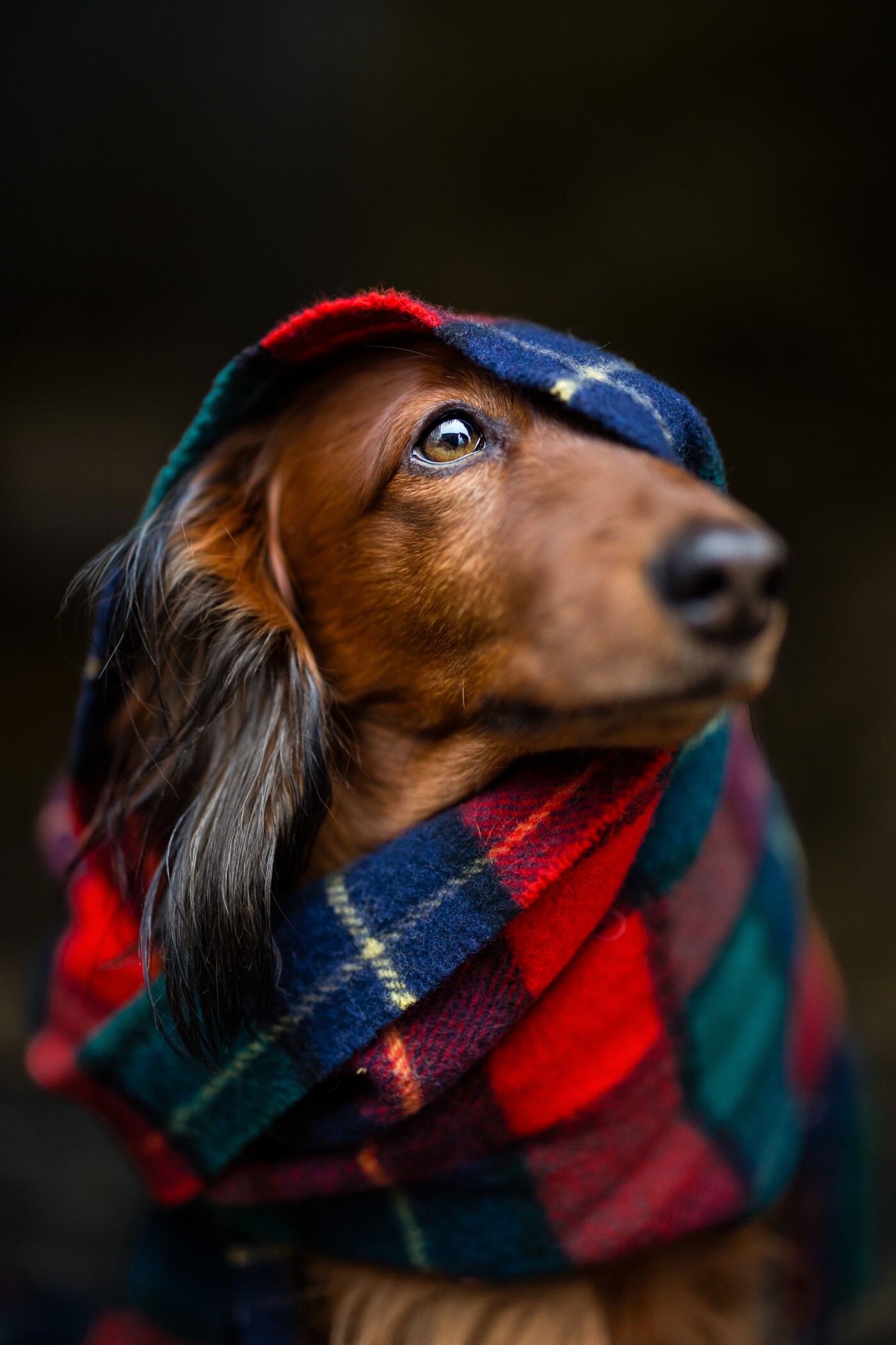 I was shooting with this dog and he was an absolute gorgeous model, but it missed something. Then i...