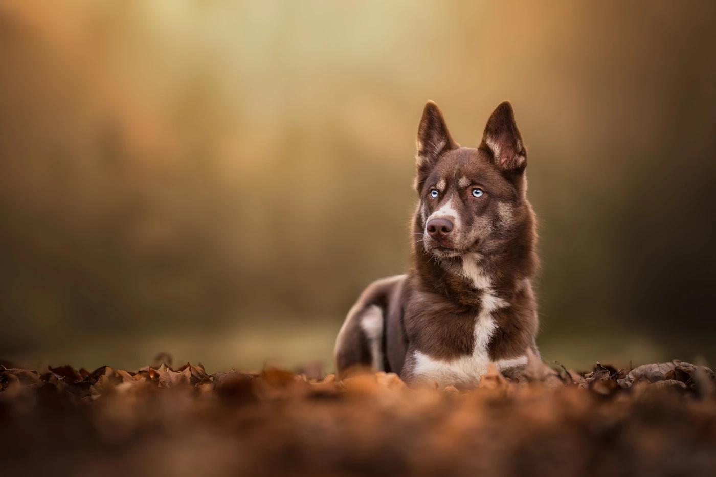 Laika matches with the autumn colors