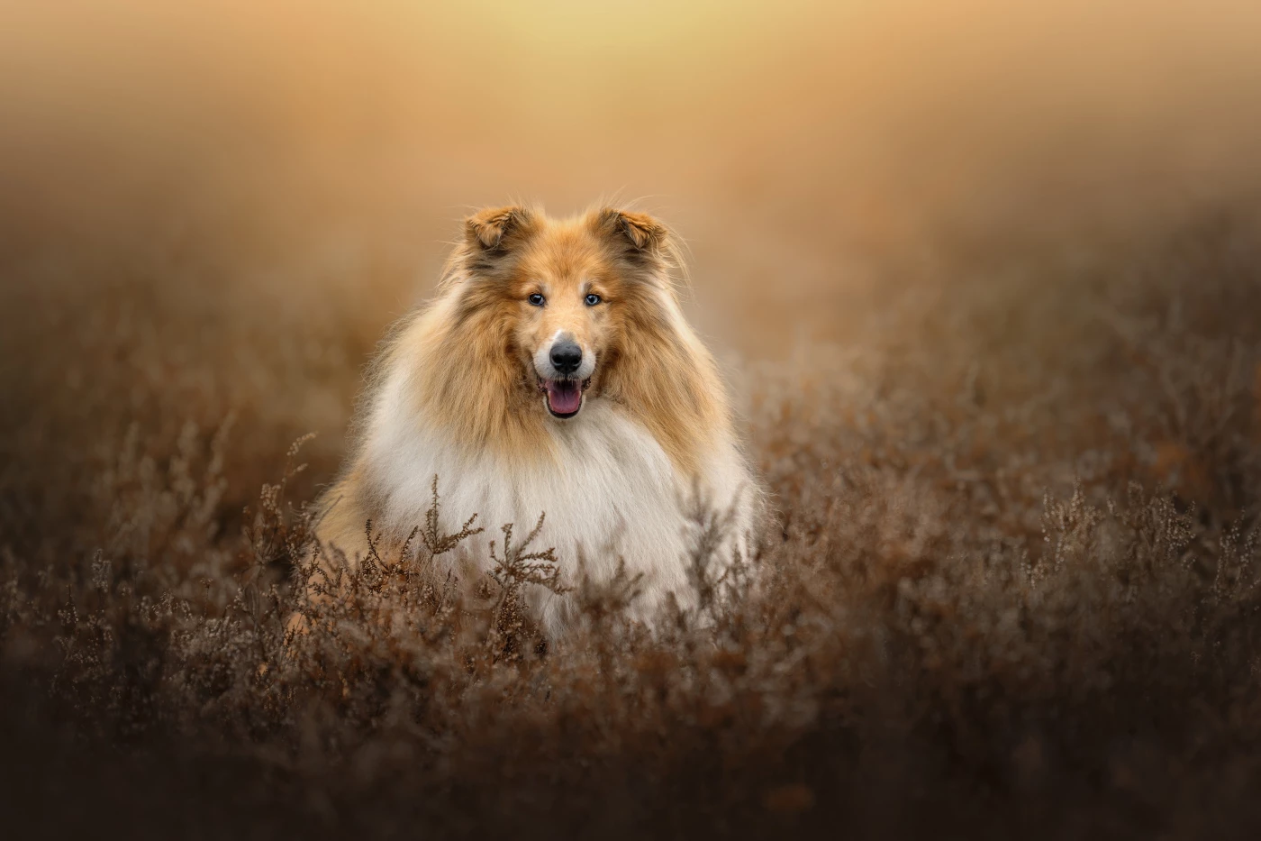Boefje poses in the heather